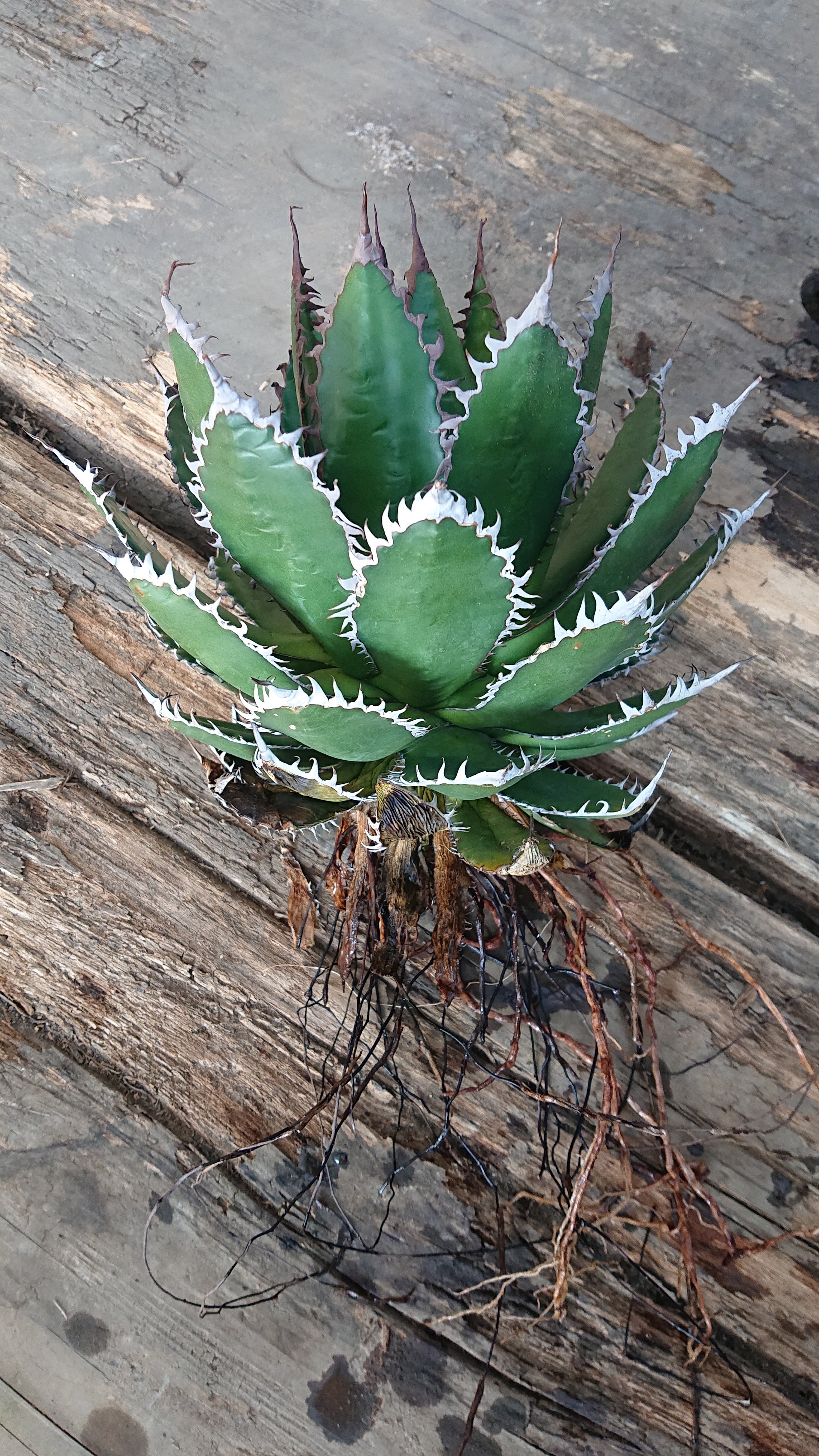 no.1 アガベ ホリダ agave horrida 【発根済】 | 多肉植物ハオルチア