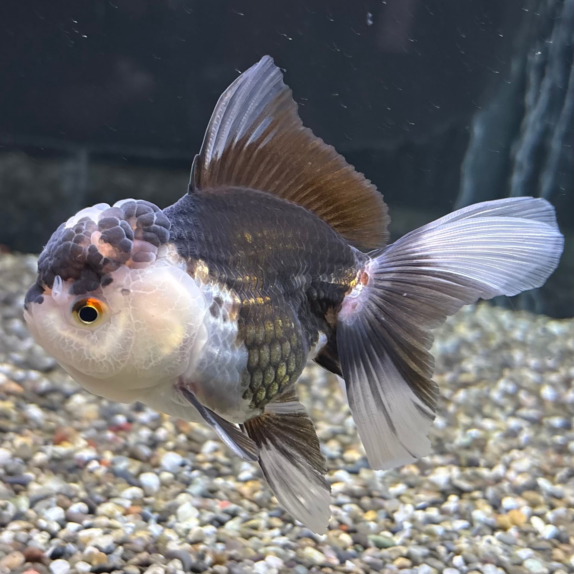 金魚 | 金魚・熱帯魚専門店 AquaPro.H