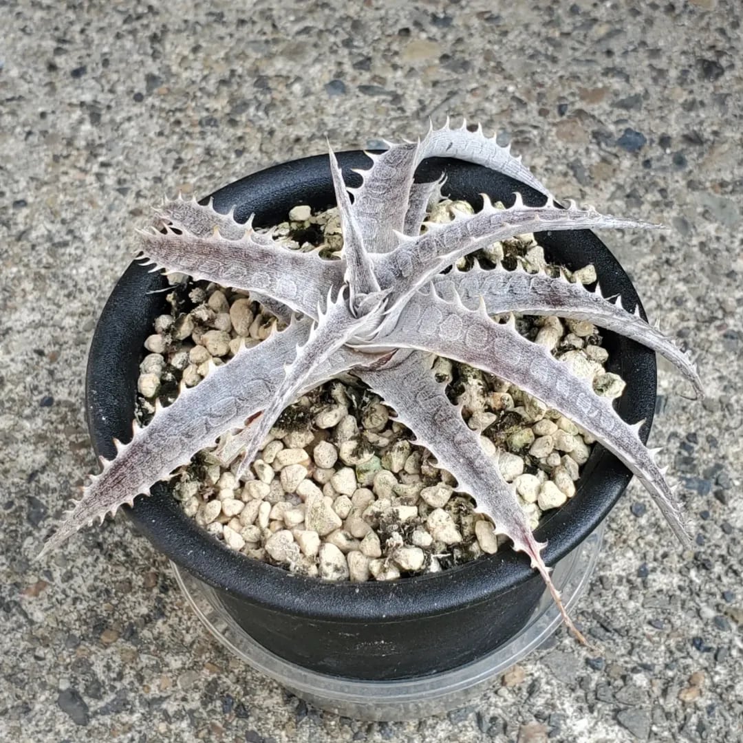 Dyckia（ディッキア） | レアプランツ通販サイトPlants Maniax