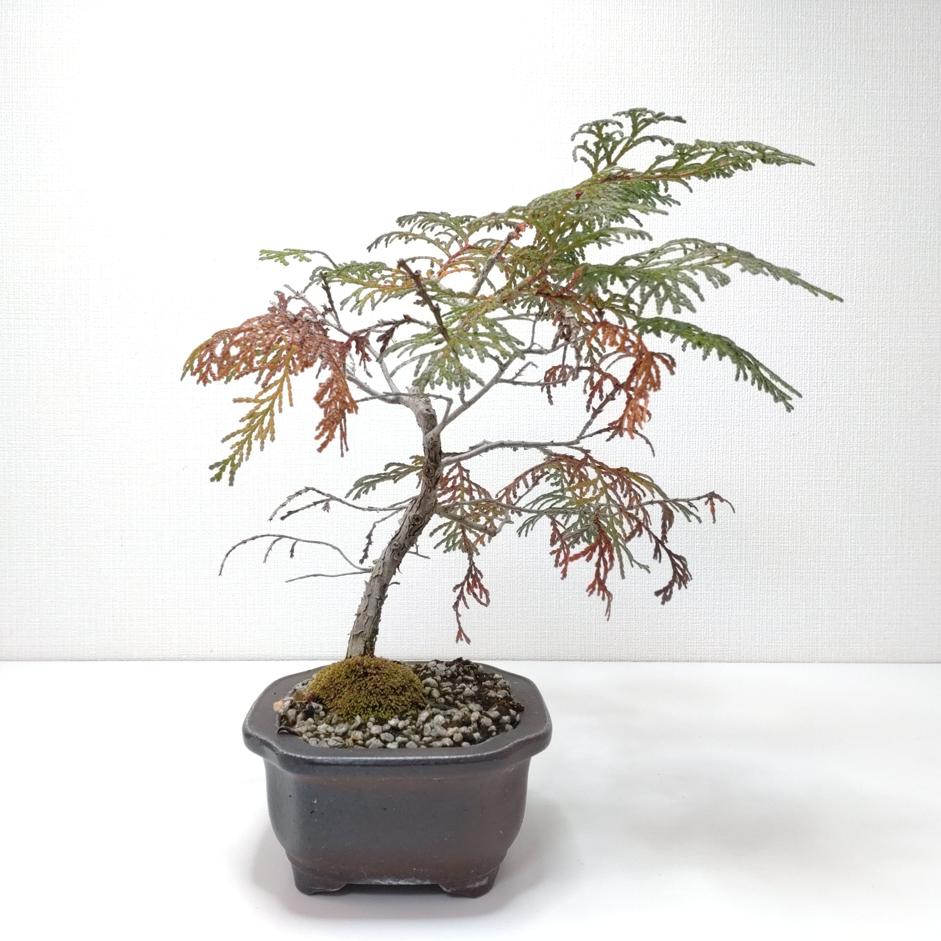 檜（ヒノキ）盆栽 SS004 | 盆栽創【Bonsaisou】