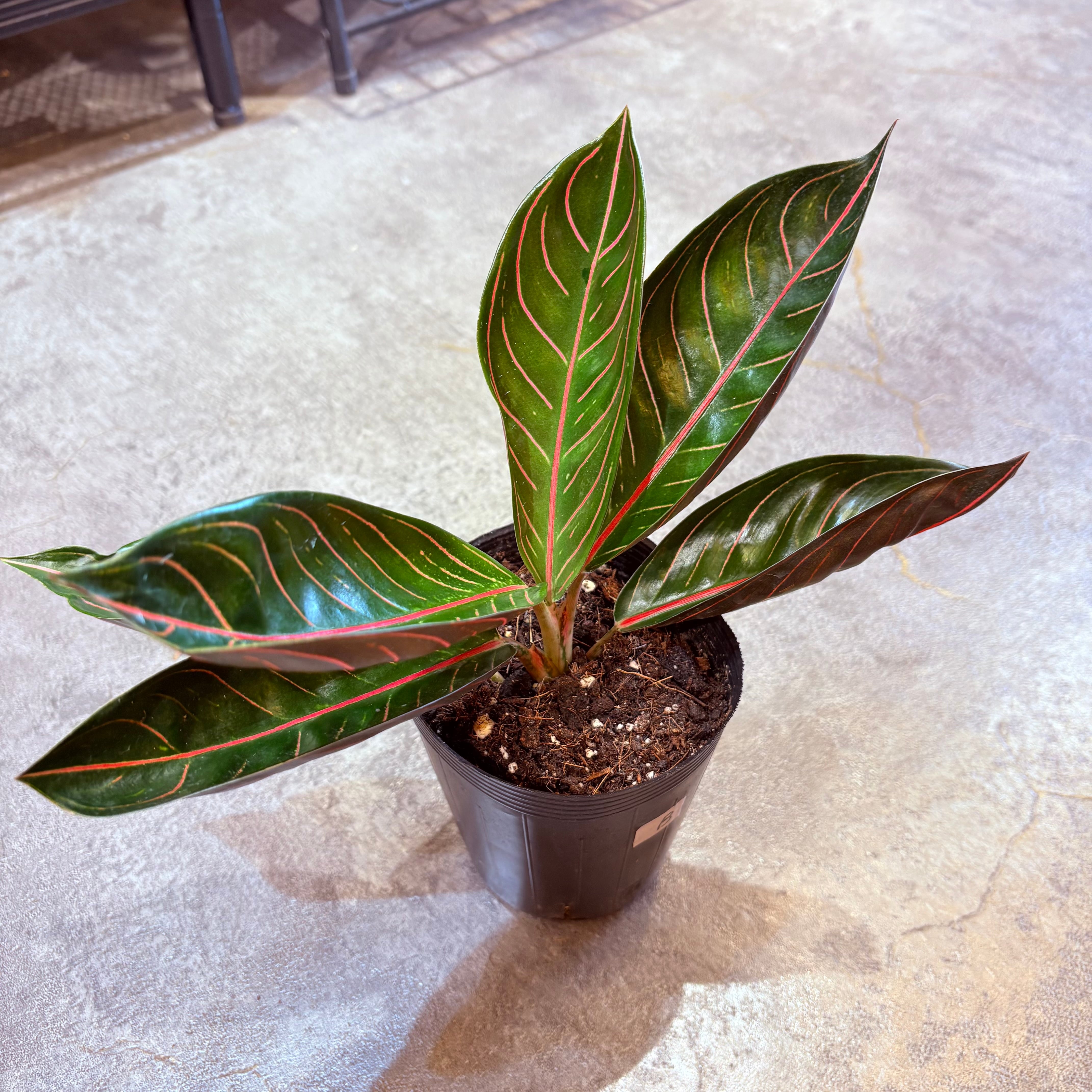 専用　アグラオネマ　A アグラオネマ ブラックスマトラ 3.5号 B | Green Vibes 宇都宮市の観葉