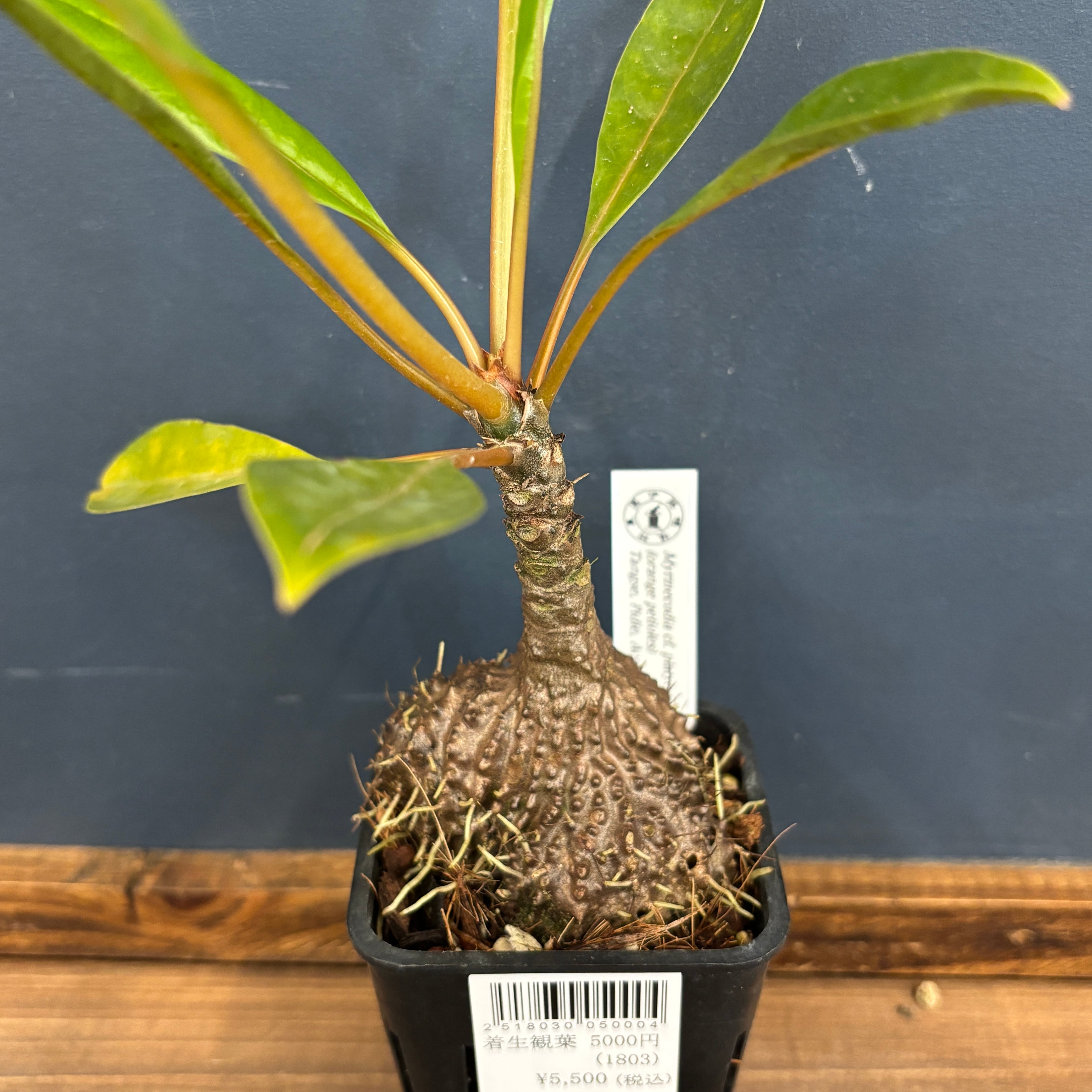 ミルメコディア Myrmecodia cf. platytyrea (orange petioles)【763】