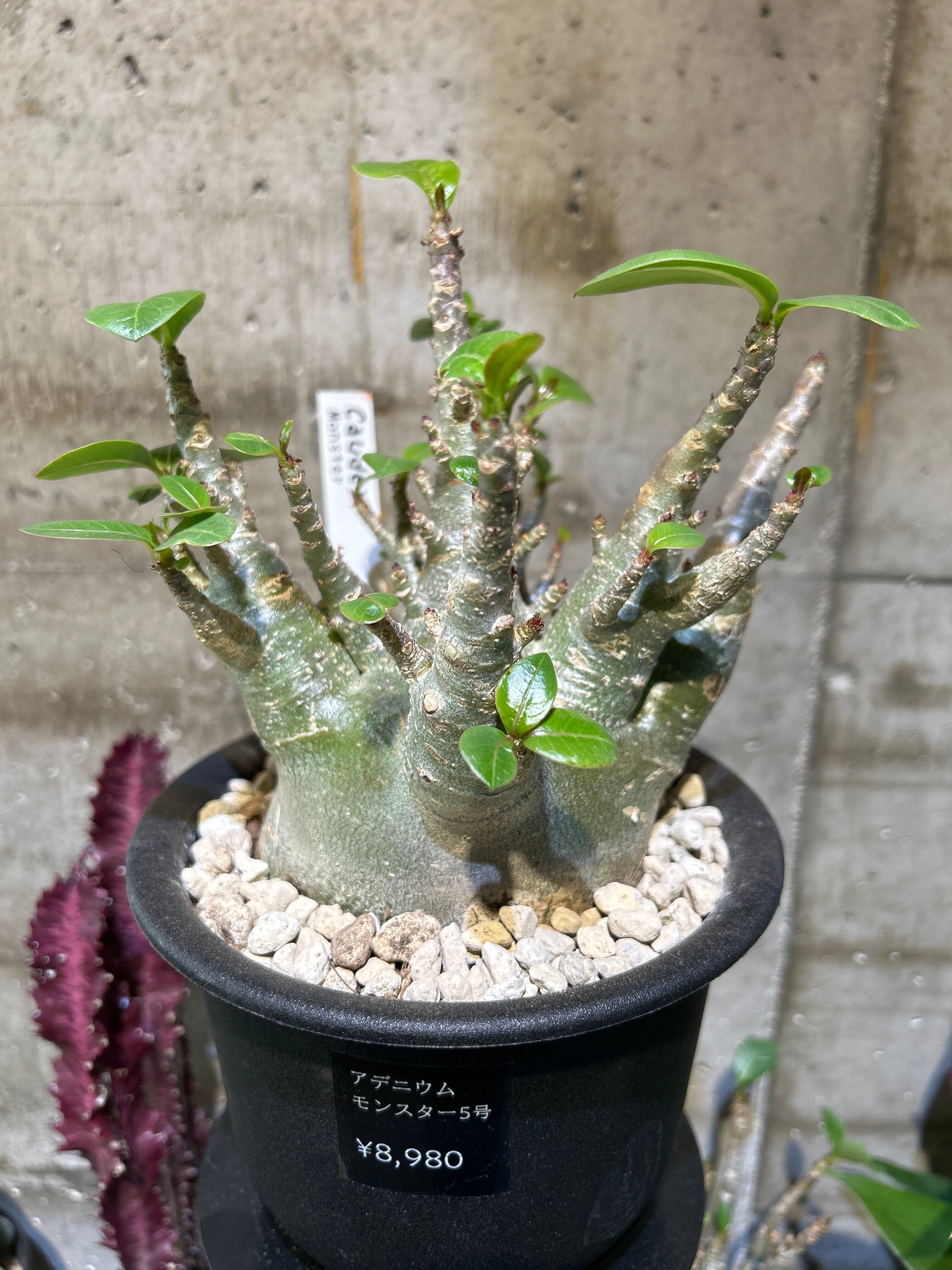 ソテツ 3号 | 植物との暮らし apricot