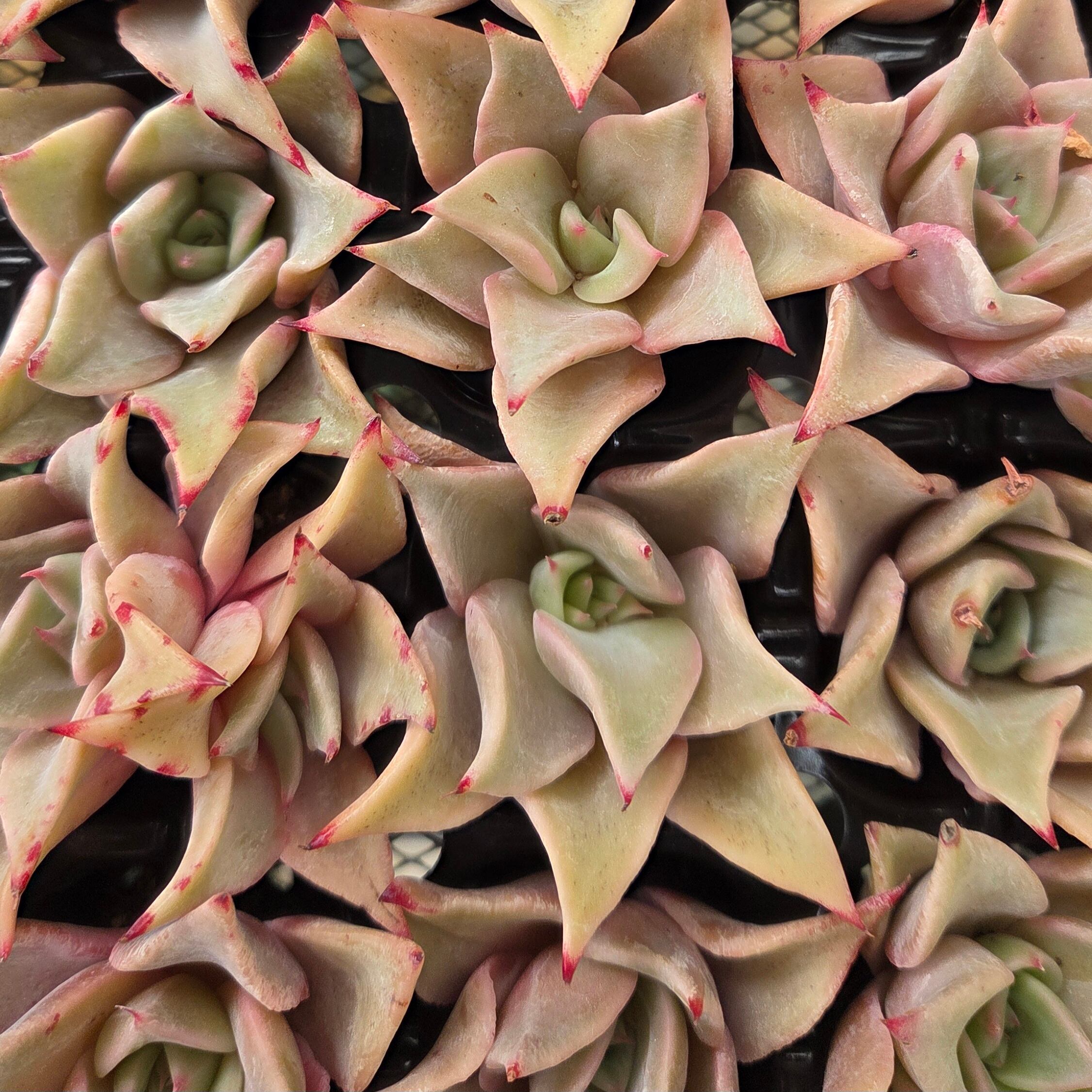 エケベリア | 多肉Garden＊Grow