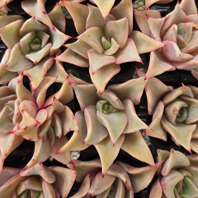 マディバプラグ苗