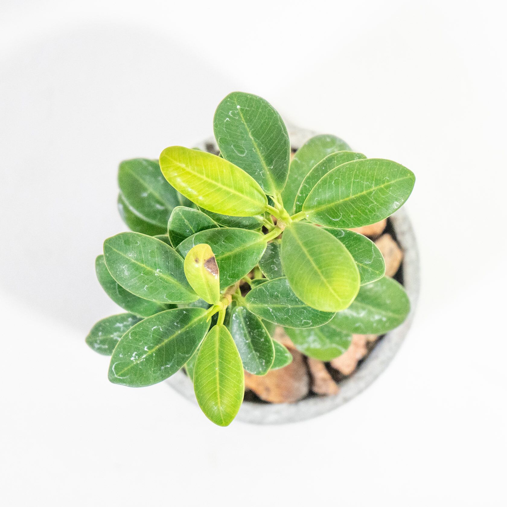 ≪ 観葉植物 ≫室内管理もオッケーなパンダガジュマルの鉢植え｜シンプルでお部屋を選ばない手作りモルタル鉢