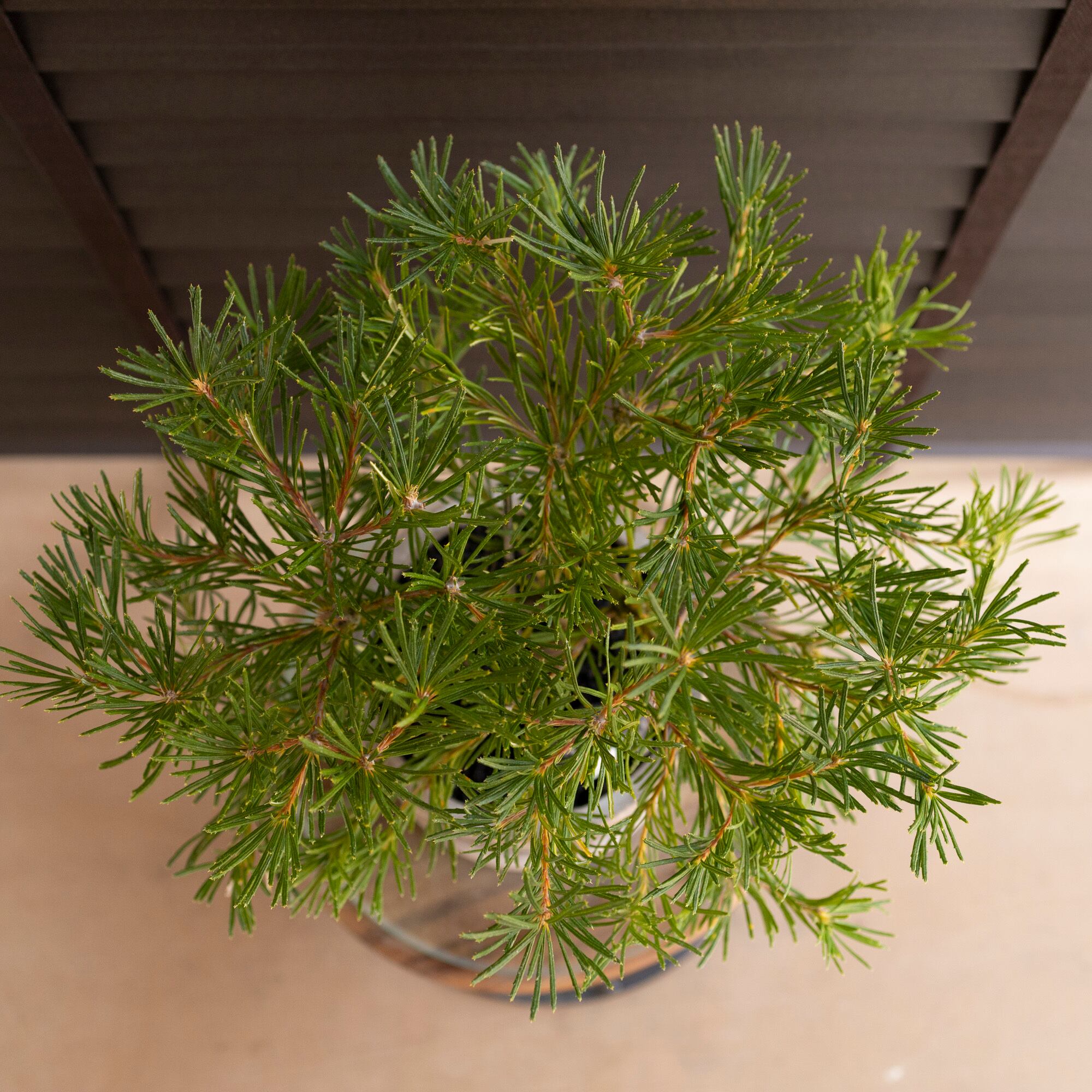 バンクシア バースデーキャンドル 5号 陶器鉢 Banksia birthday