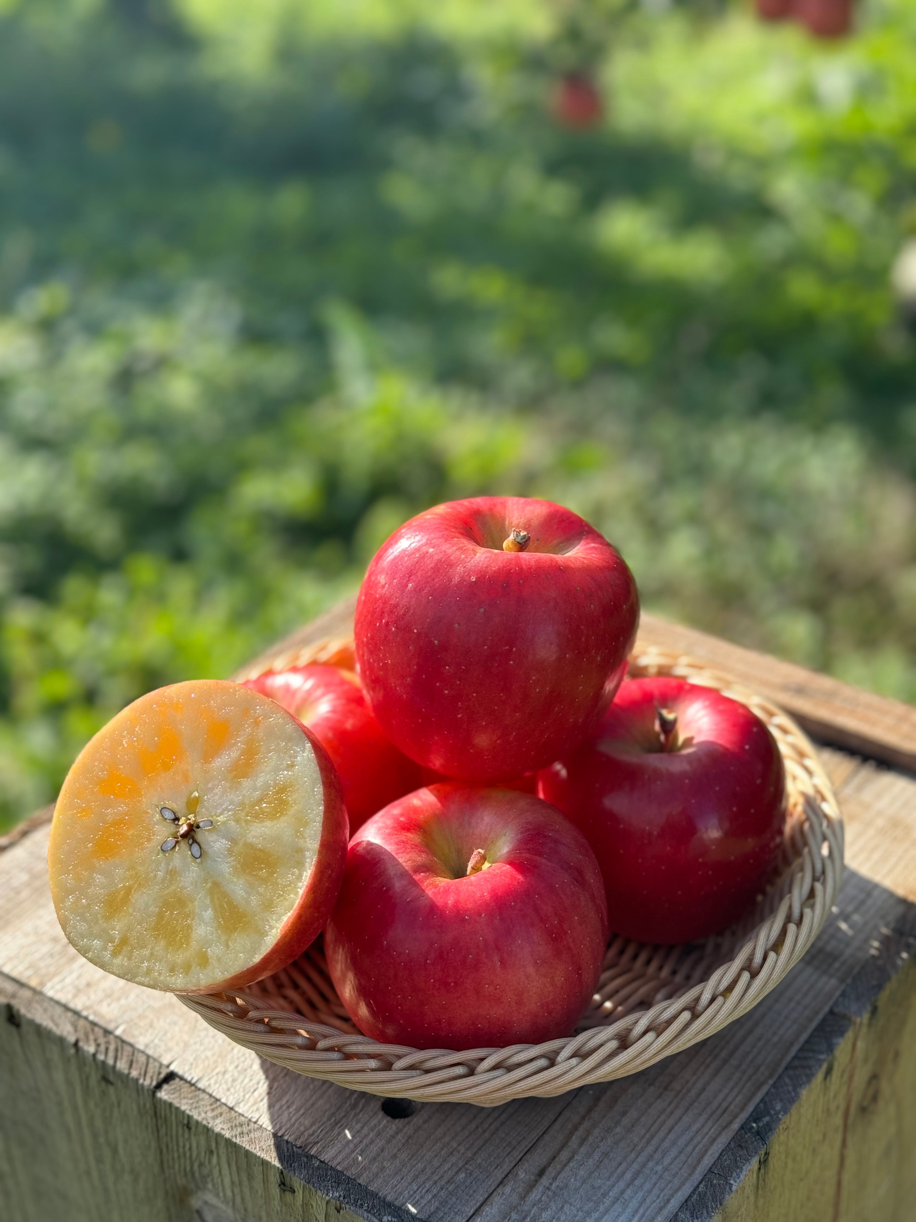 葉とらず高徳　贈答用2kg