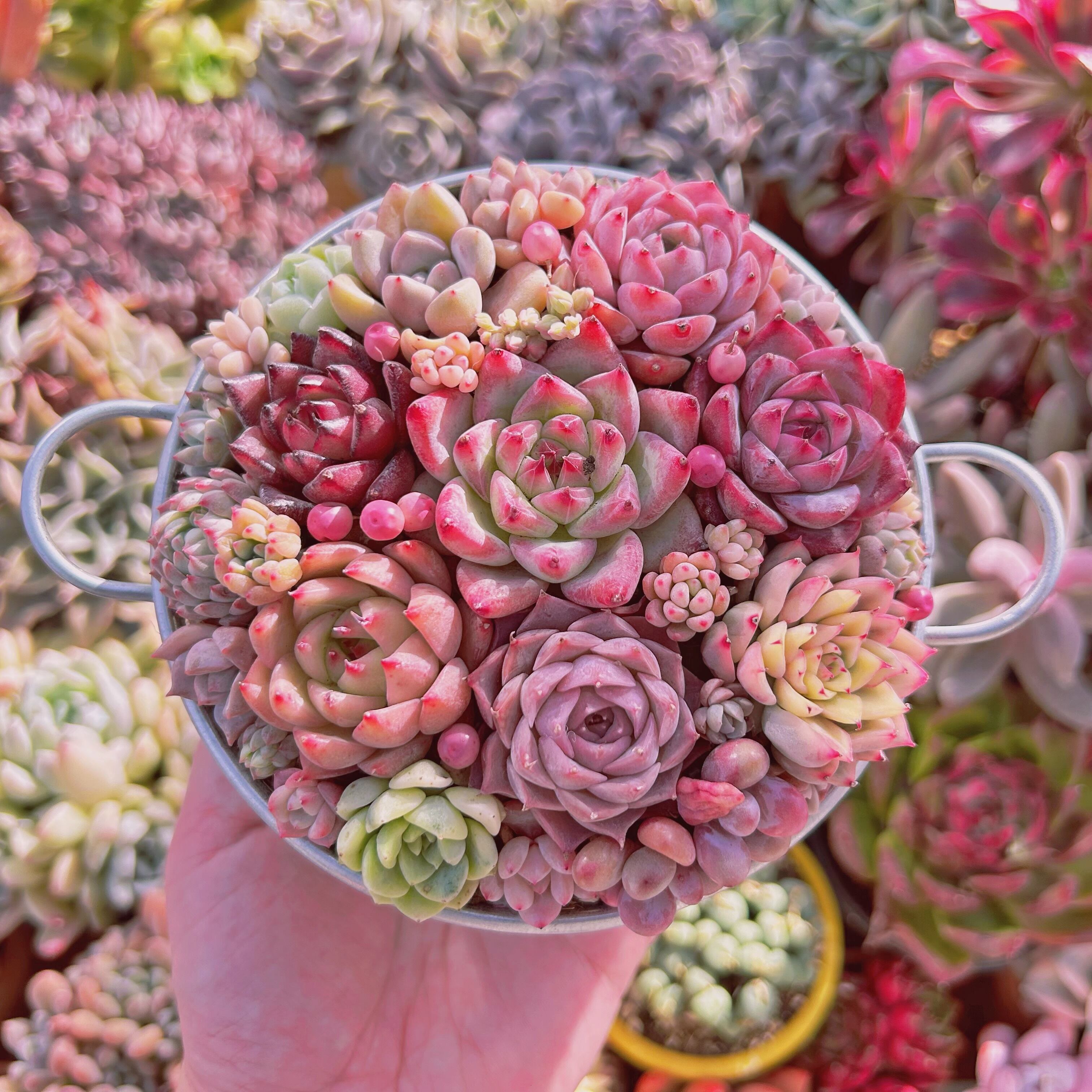 #017現物　寄せ植えセット