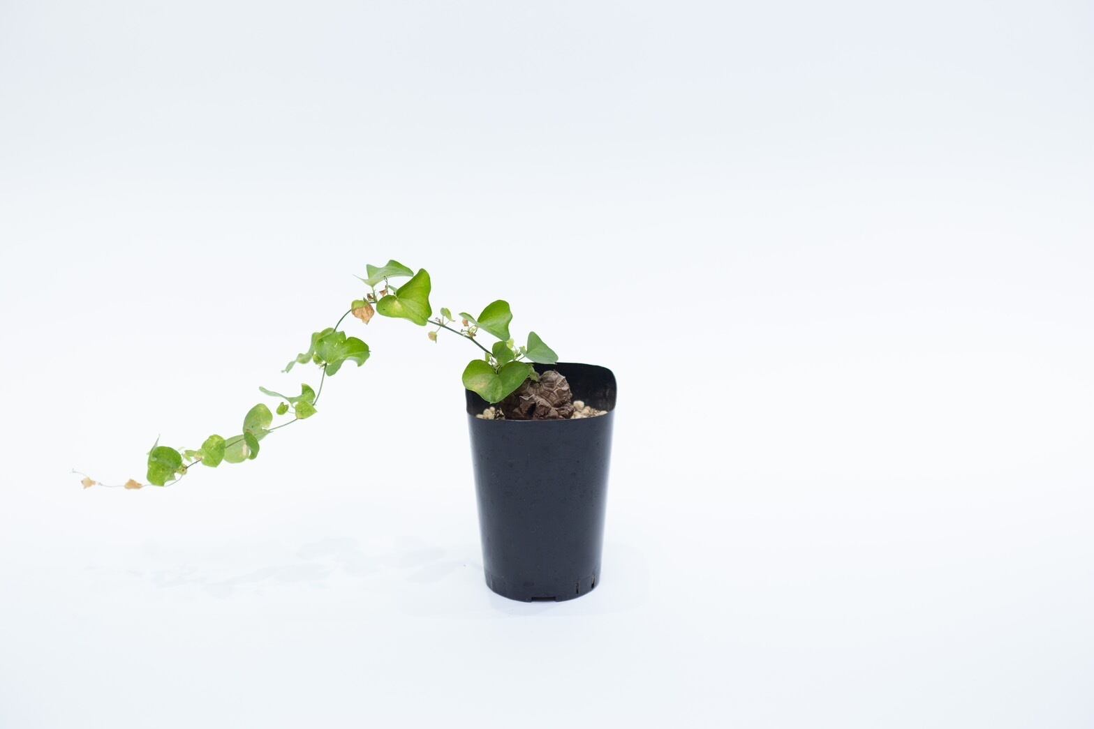 【新着】Dioscorea elephantipes 8【バッキバキの小さめ良型・亀甲竜】ディオスコレアエレファンティペス