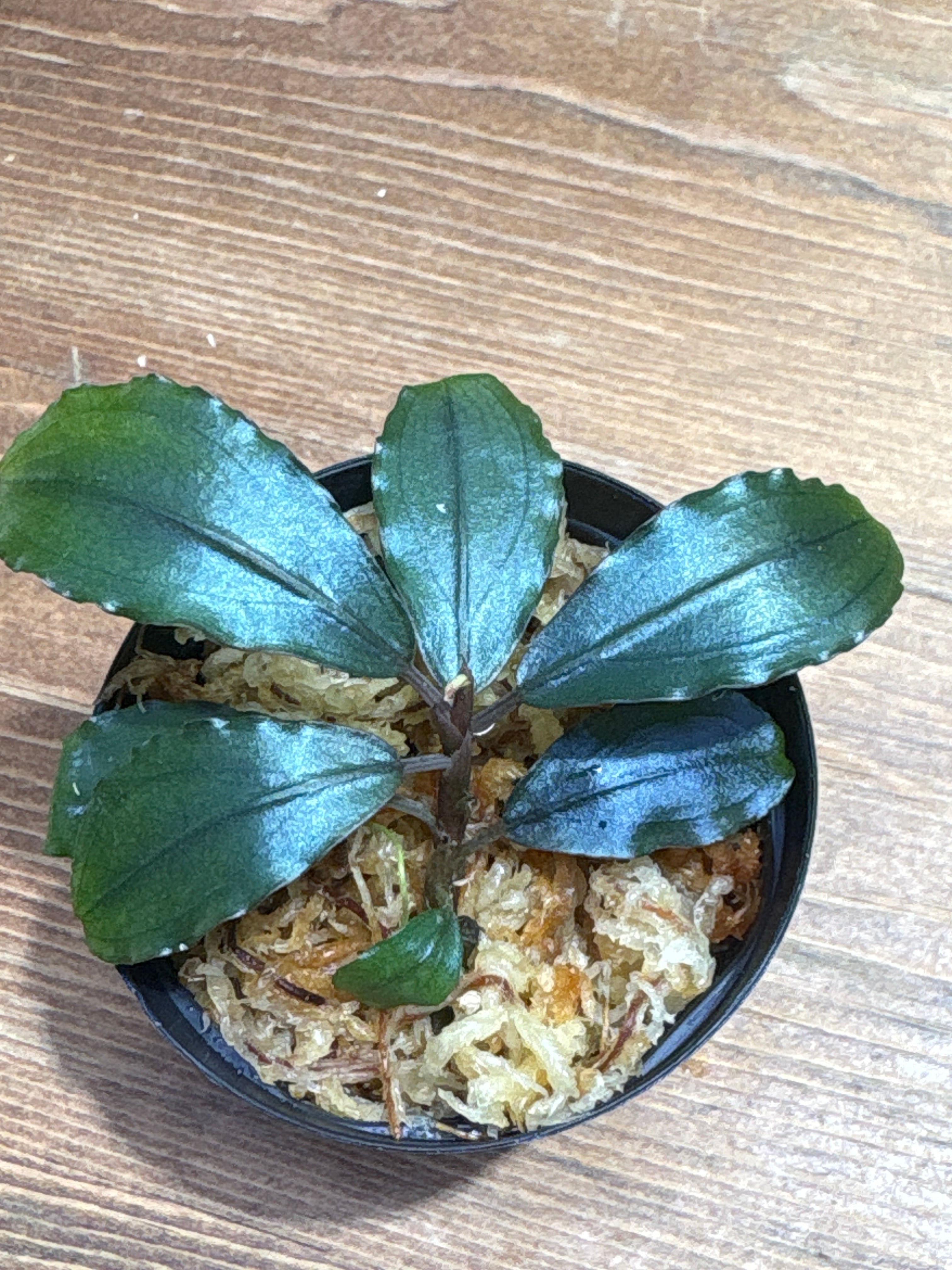 熱帯植物 | Plants Base