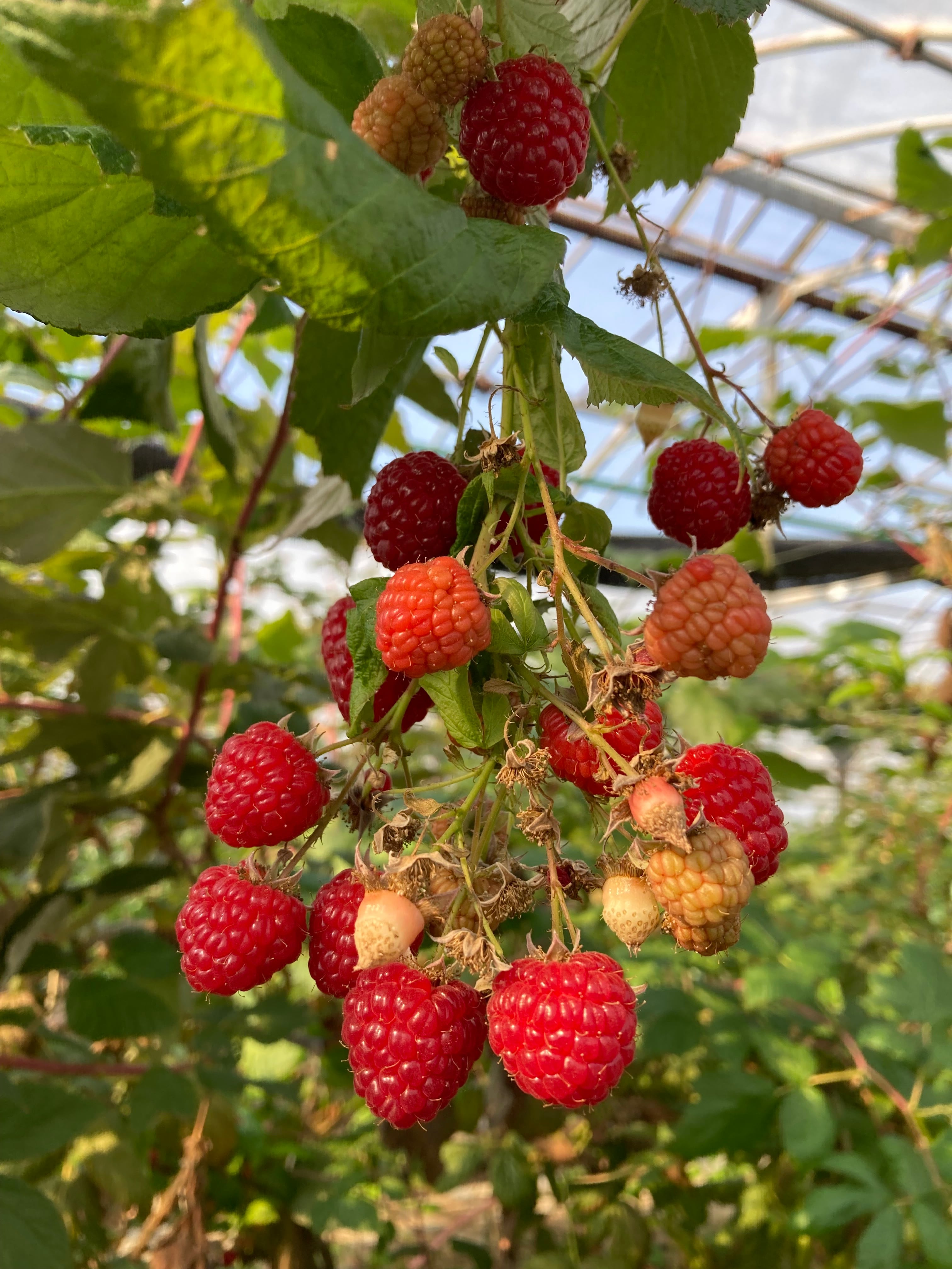 1kg）：冷凍国産ラズベリー （農家直送） | nipponrubus