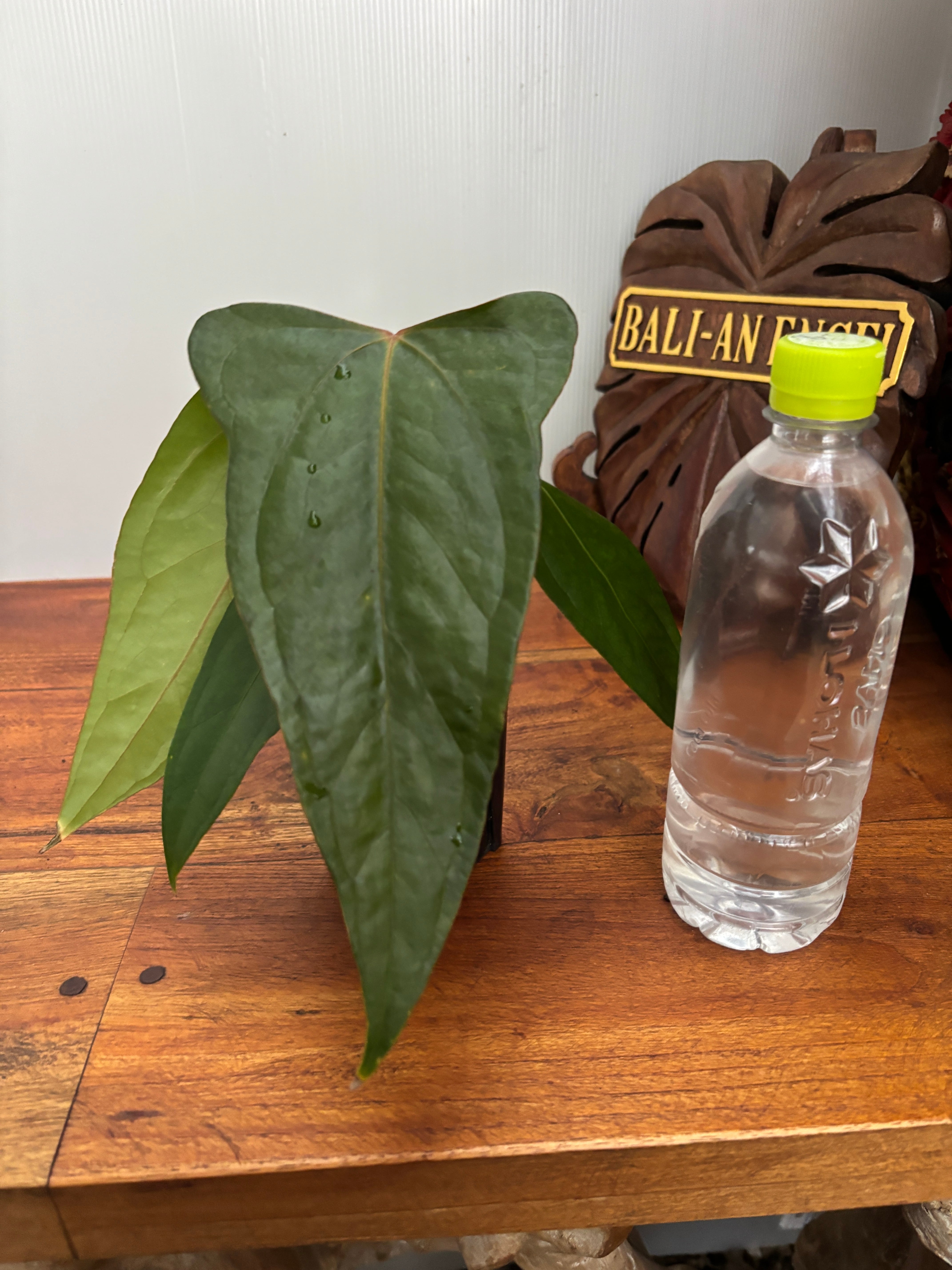 Anthurium | BA PLants