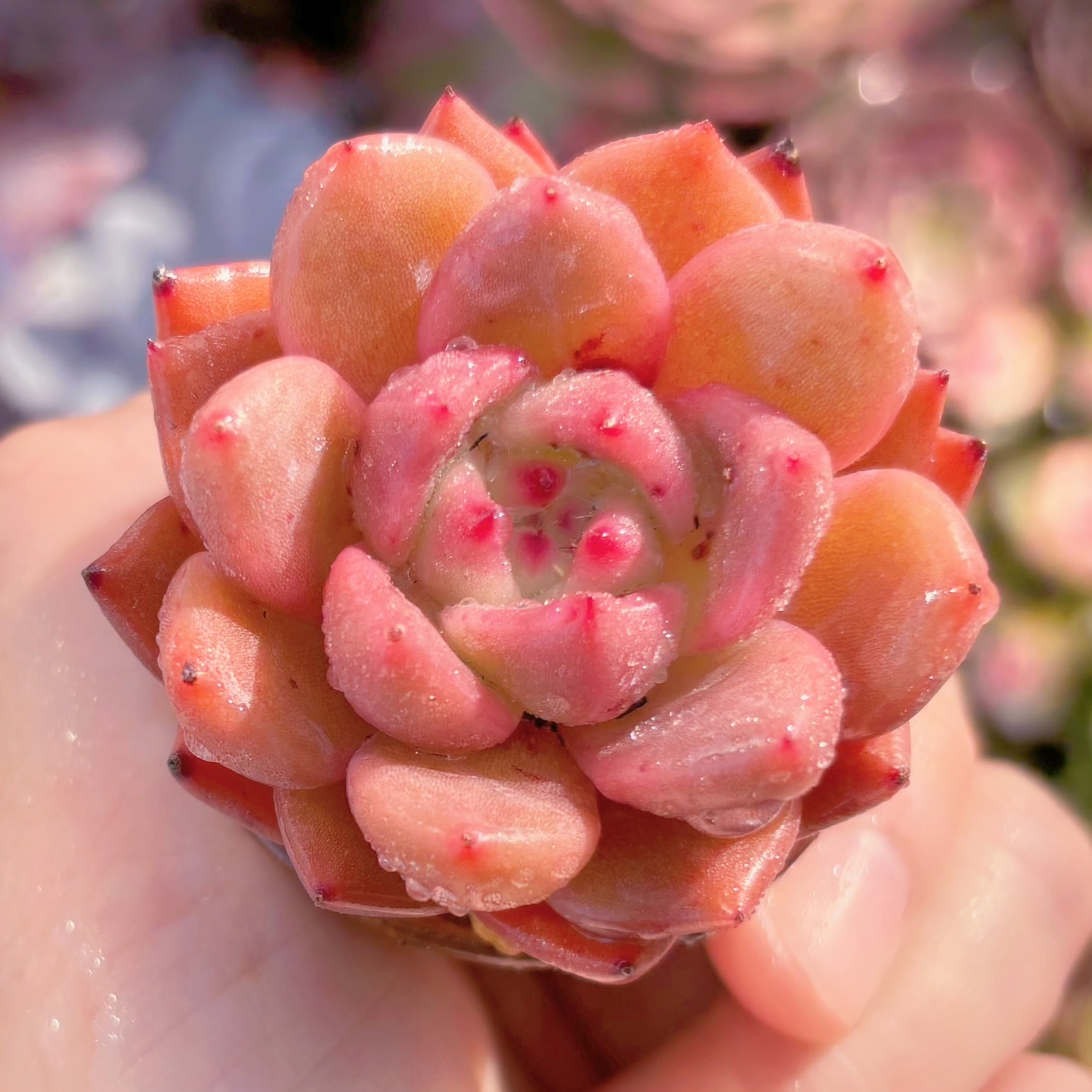 多肉植物　レッドワインシャンペーン　新入荷　るる農園