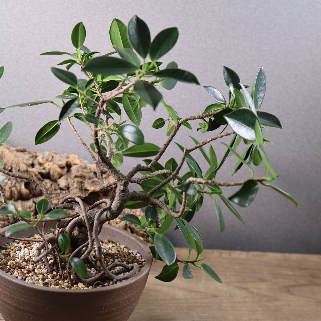 678『ガジュマル 盆栽仕立て』観葉植物【送料無料】 | MARX PLANTS