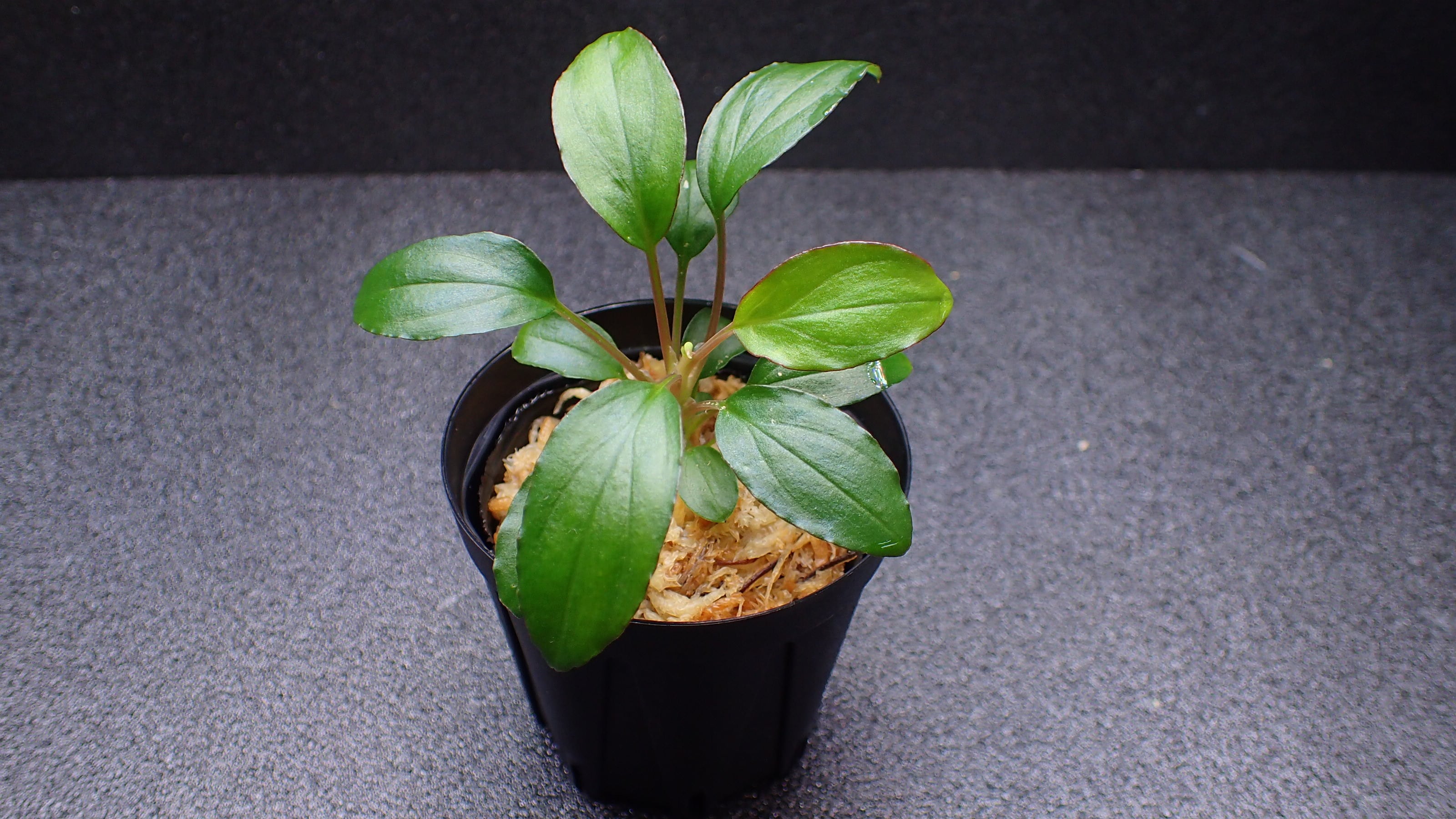 Homalomena sp Mahakam hulu Kalimantan timur 1株 | 熱帯植物 水草