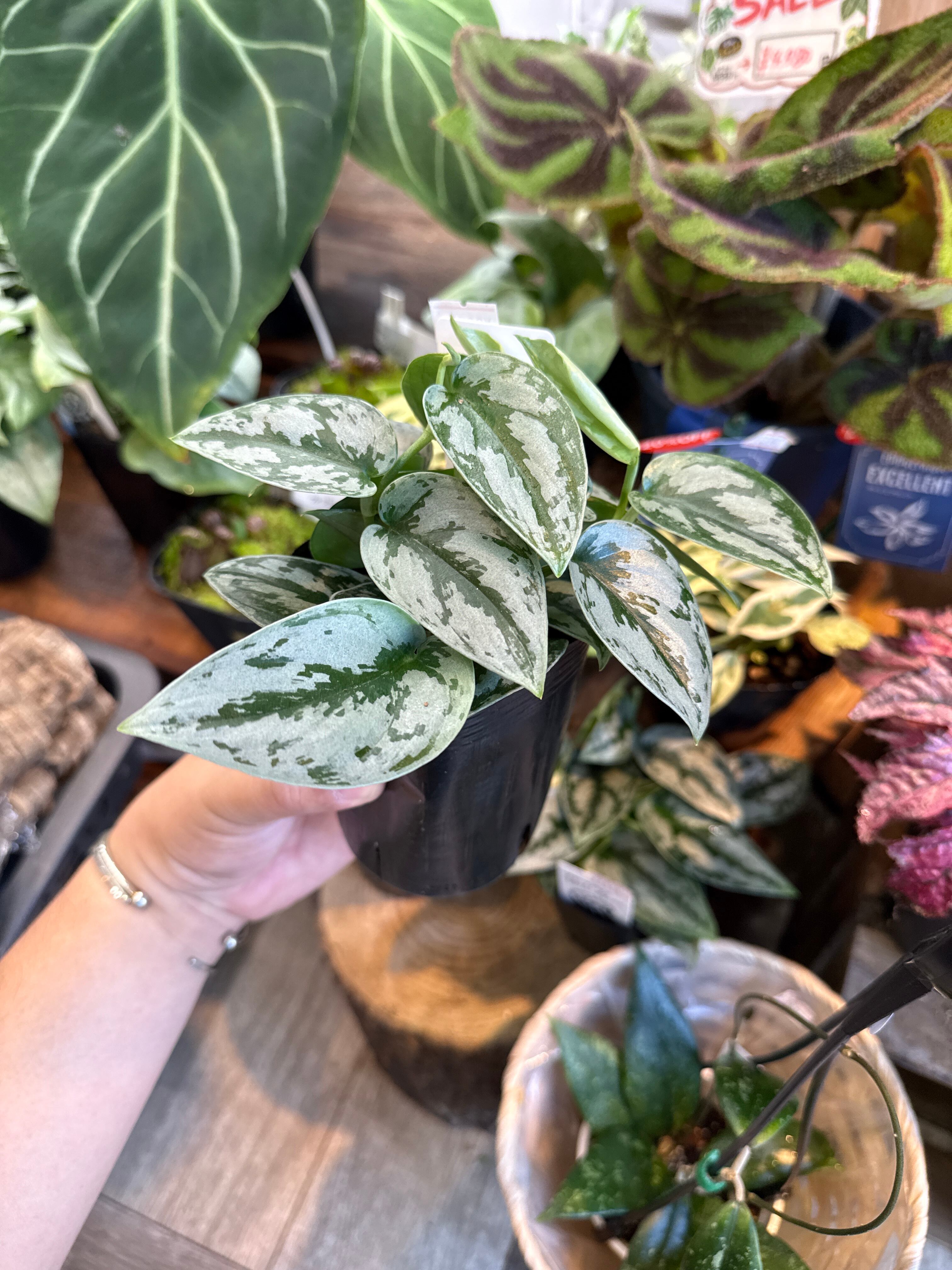スキンダプサス シルバープリンセス | Gardenえん 【観葉熱帯植物】