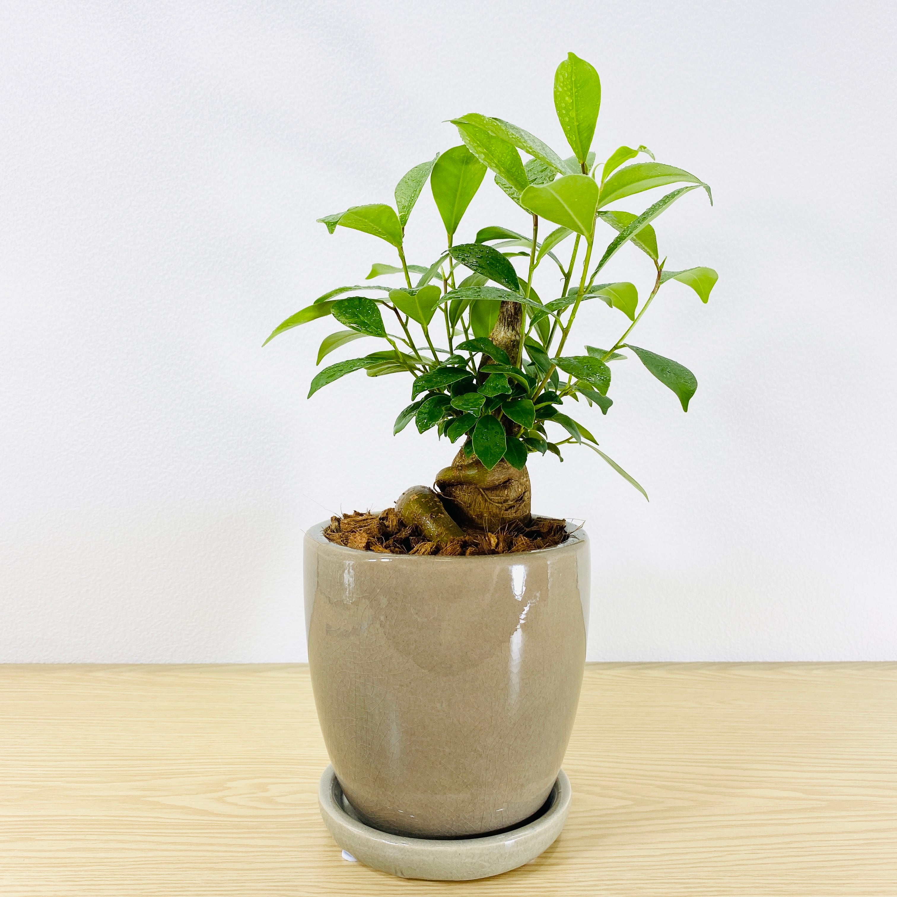 ガジュマル・多幸の木 [観葉植物・1点もの] 腕と足を組み座っています