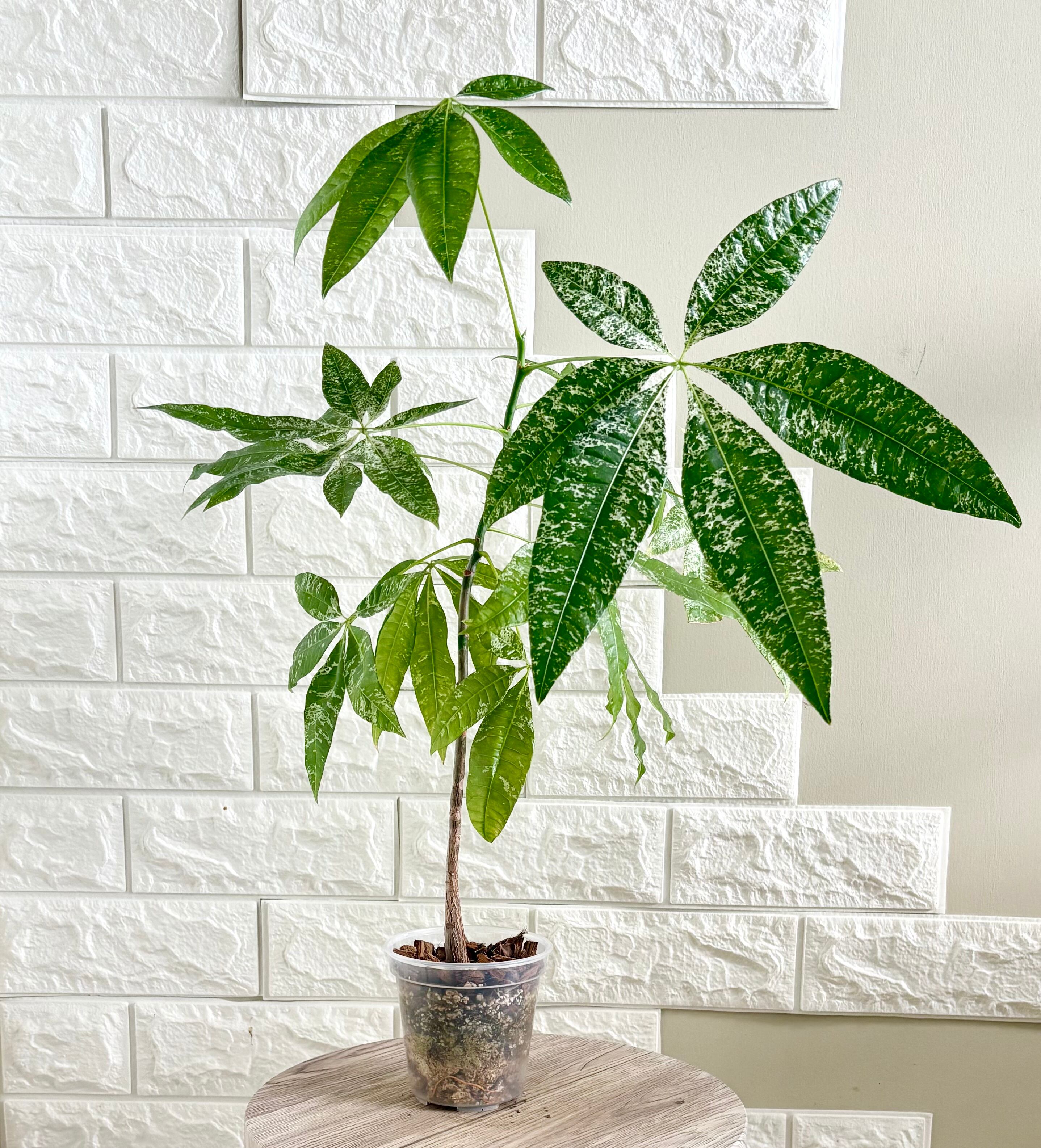 現品】実生苗 斑入りパキラ ミルキーウェイ 観 | 観葉植物のお店