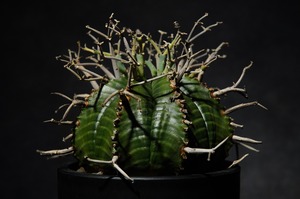 ユーフォルビア バリダ