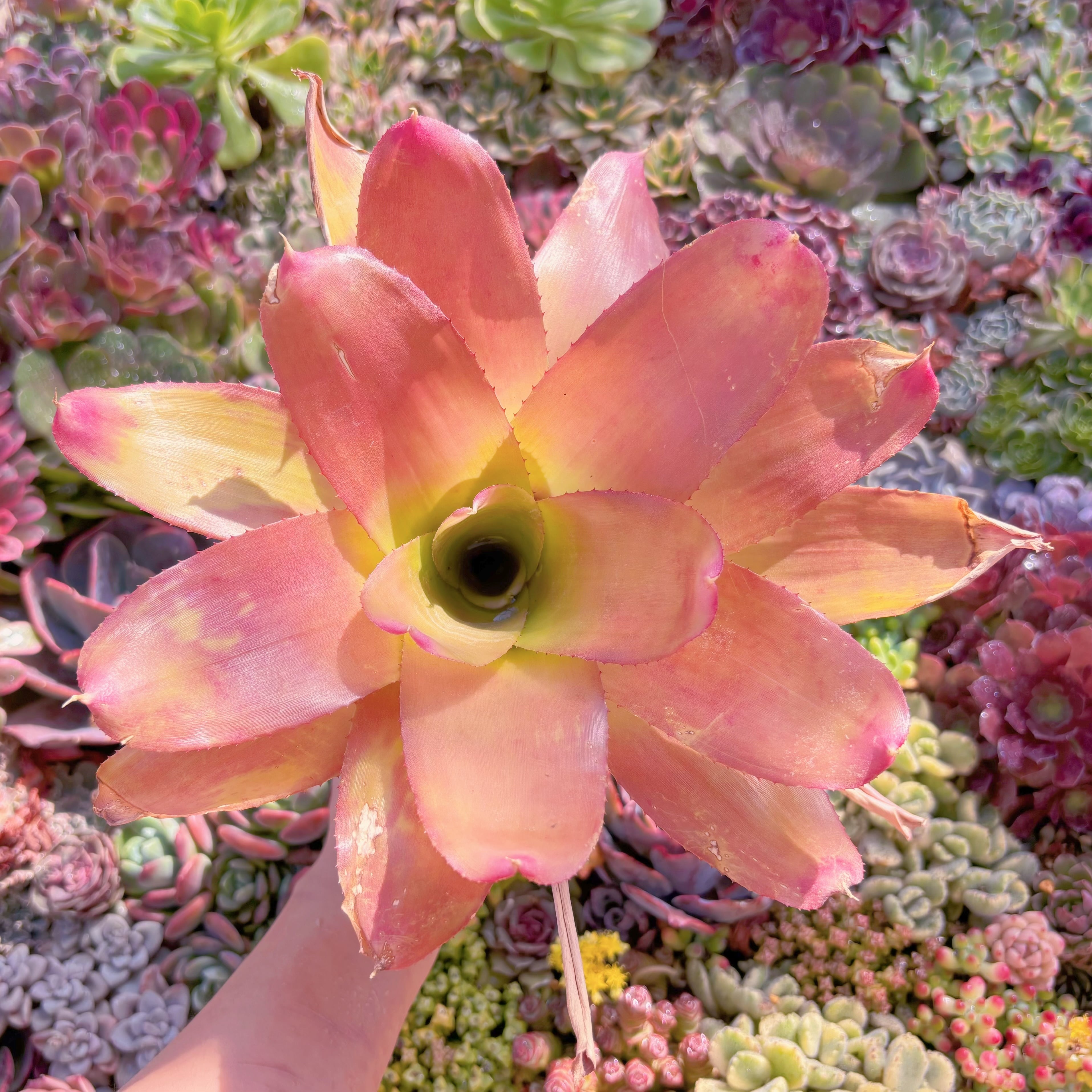 現品　ネオレゲリア#F005　大苗　新入荷　るる農園