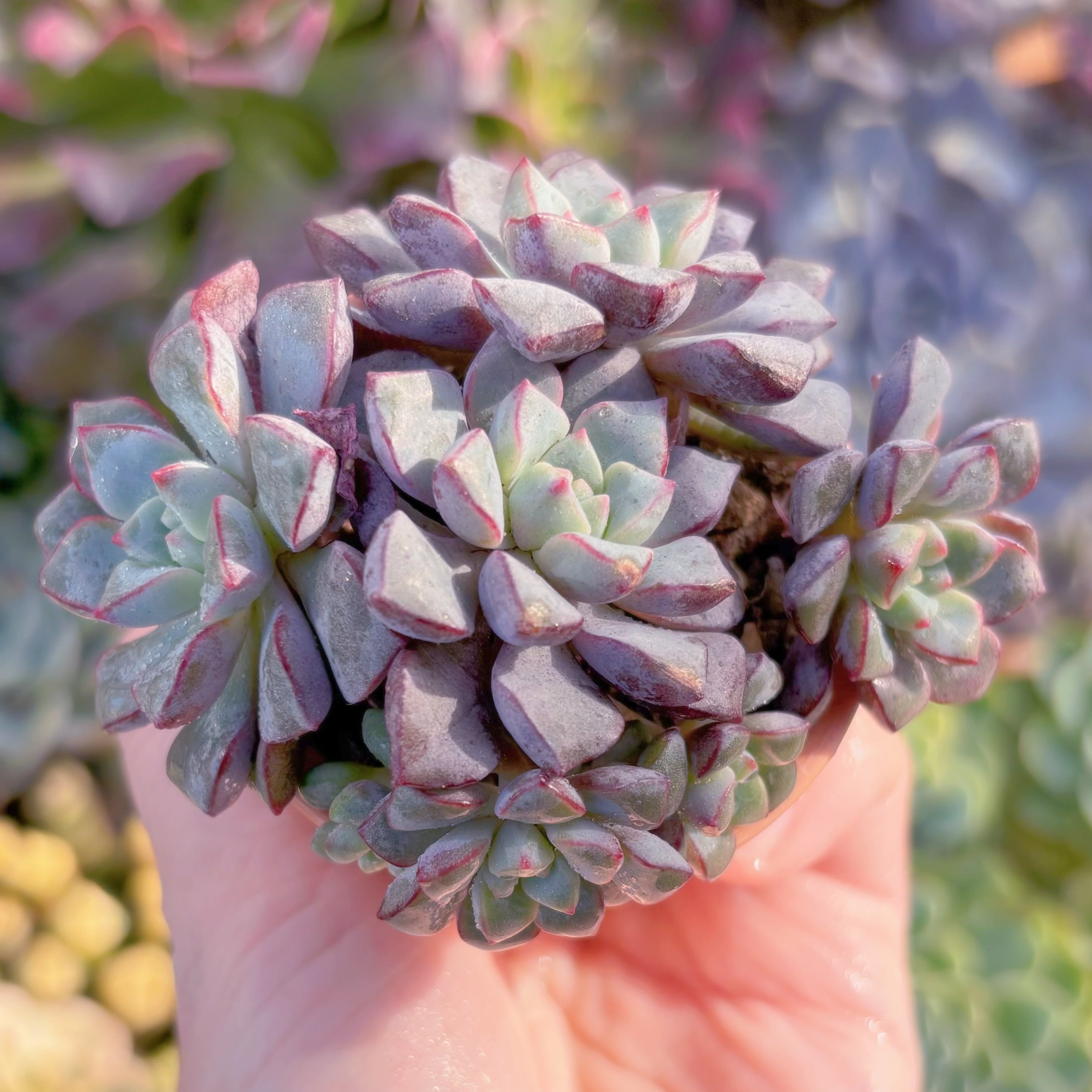 多肉植物　サブコリンボサ　群生　新入荷　るる農園