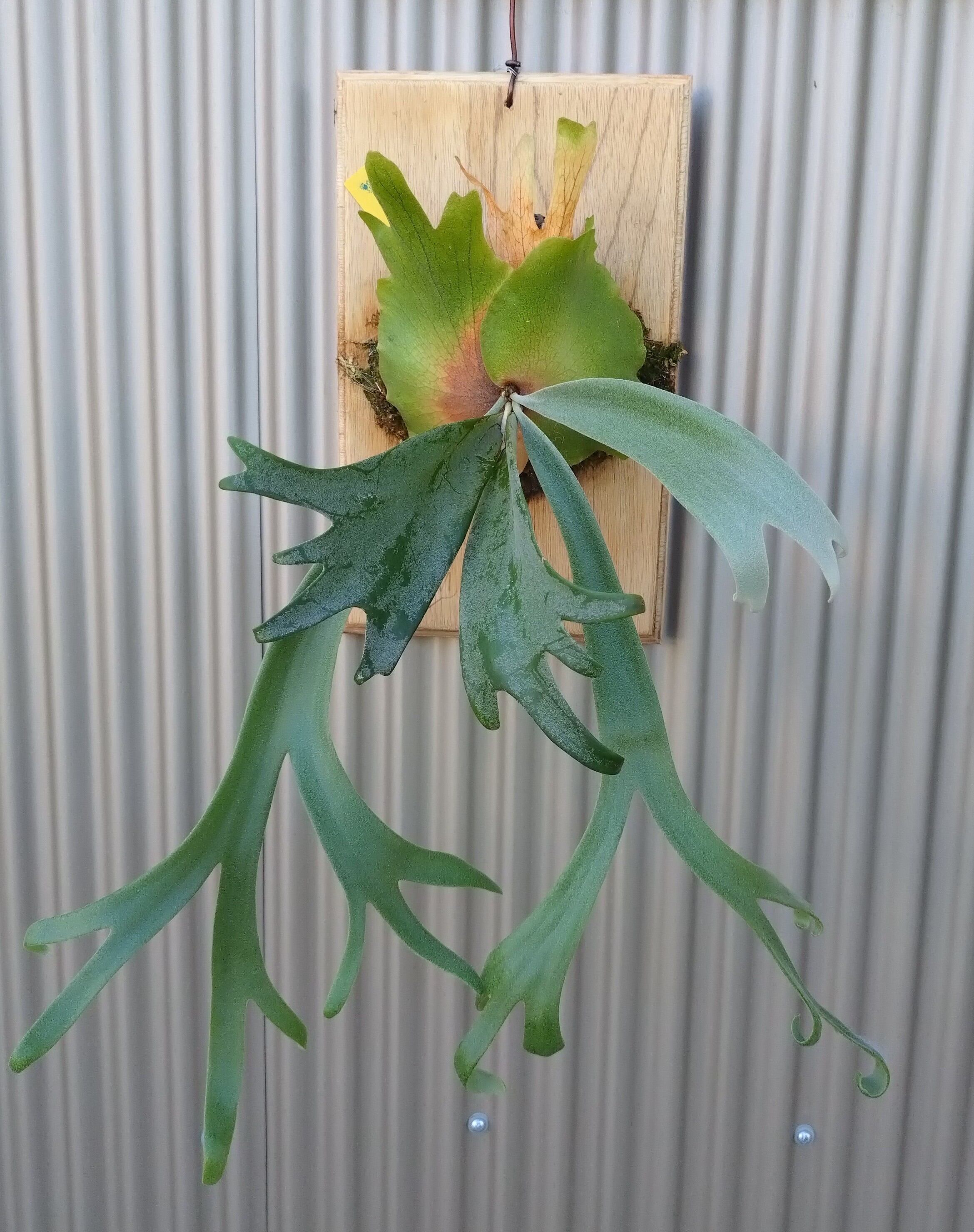 P.Willinckii Jade 飾っ Girl Spore ジェイドガール