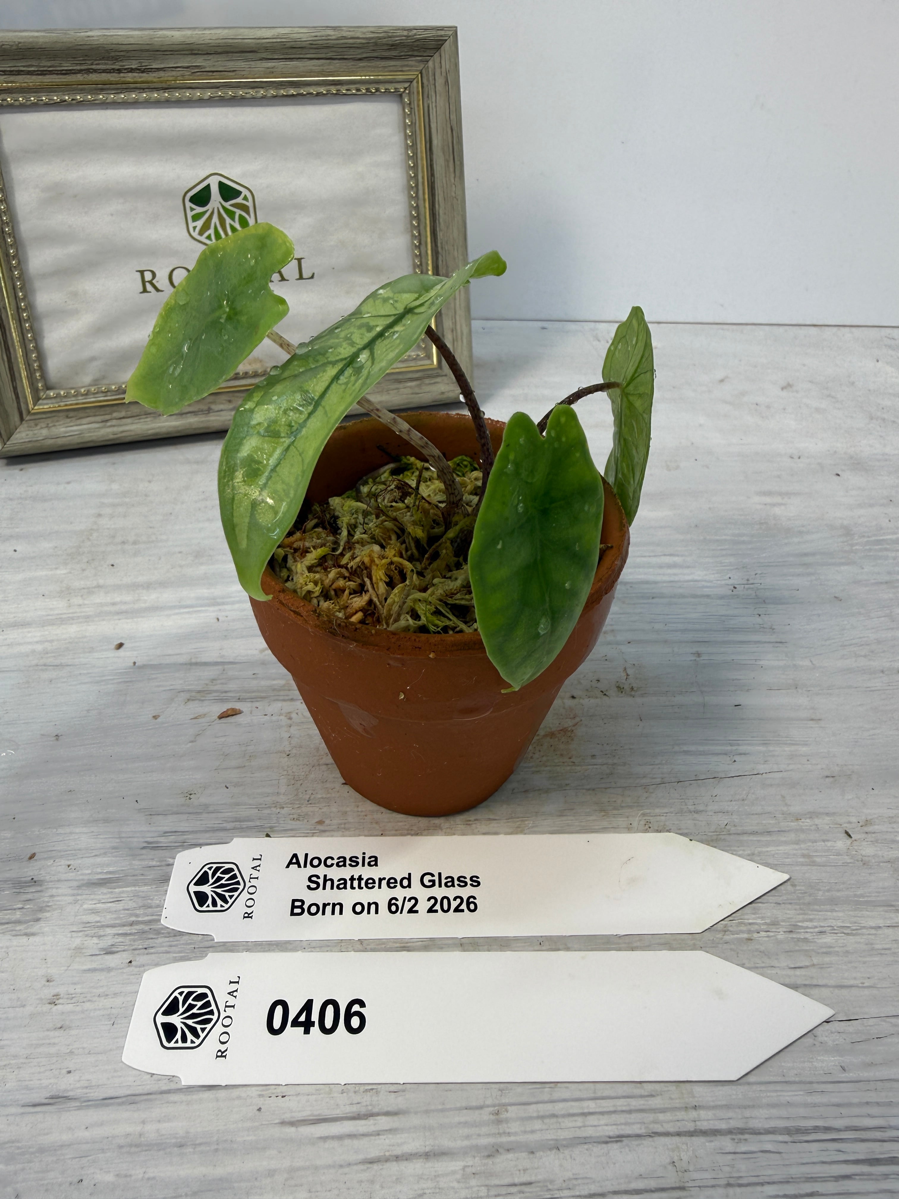 アロカシア | ROOTALPLANTS