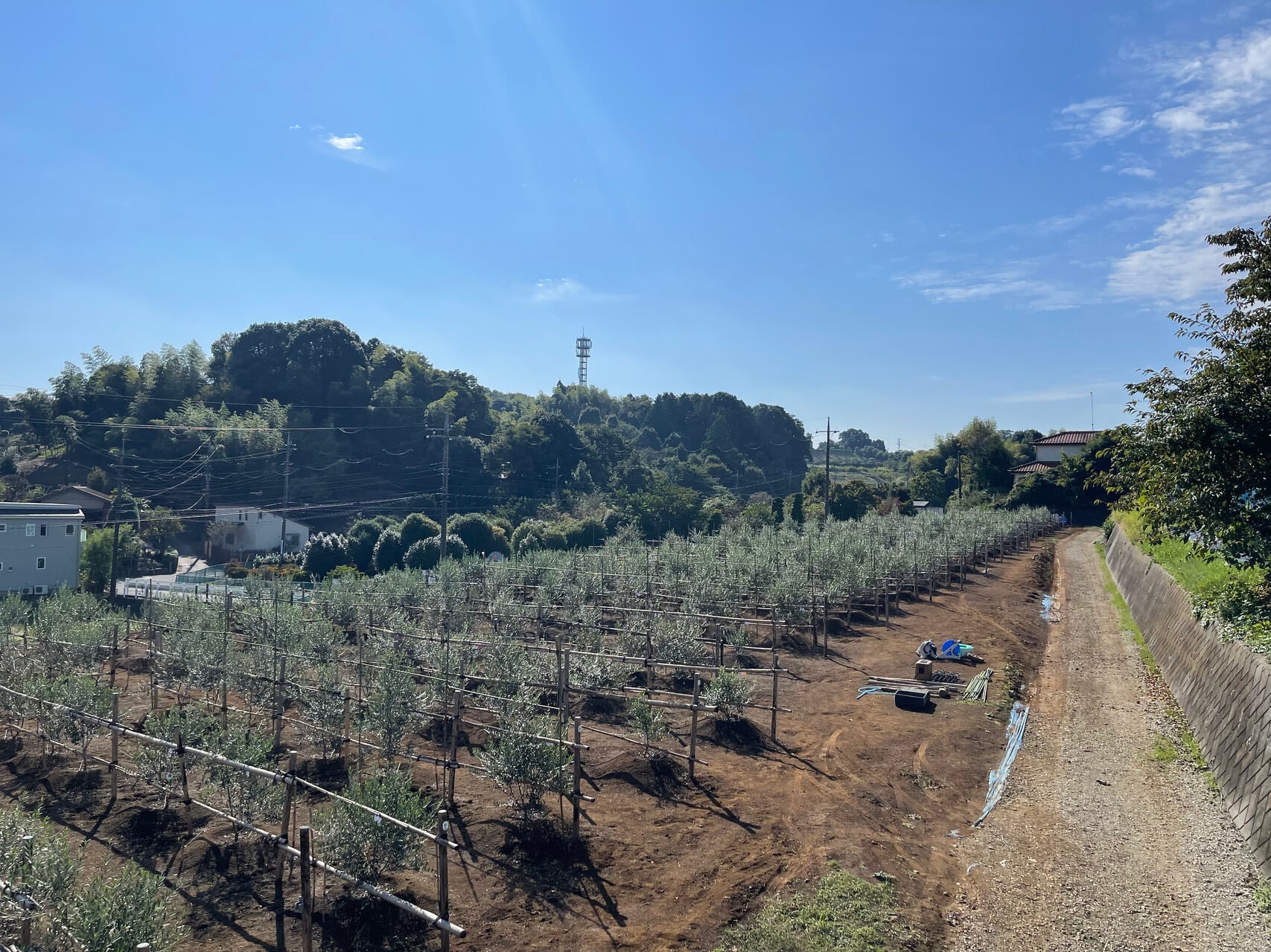 オリーブ リーフ パウダー 30ｇ