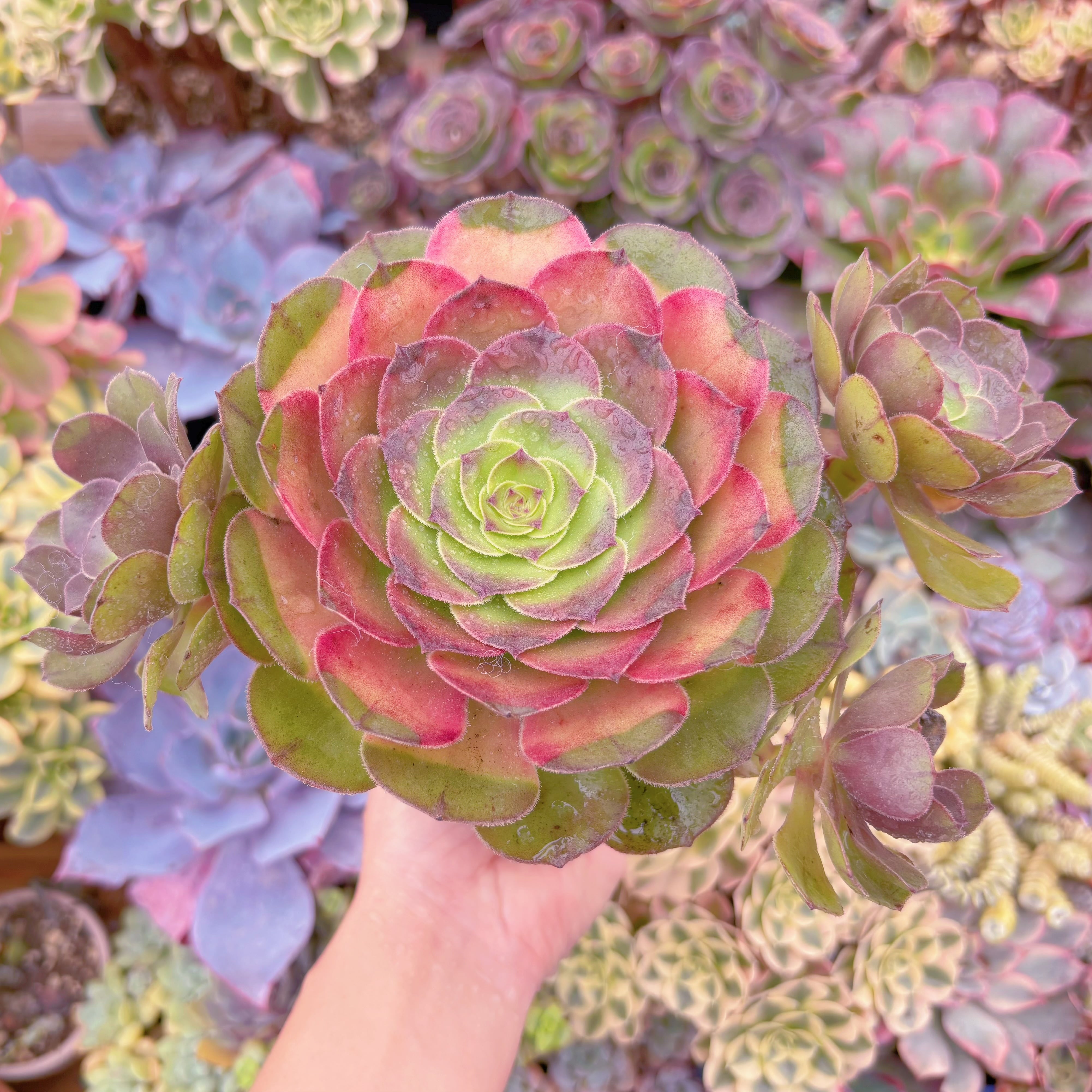 現品　ハロウィン錦#B03　大群生　新入荷　るる農園