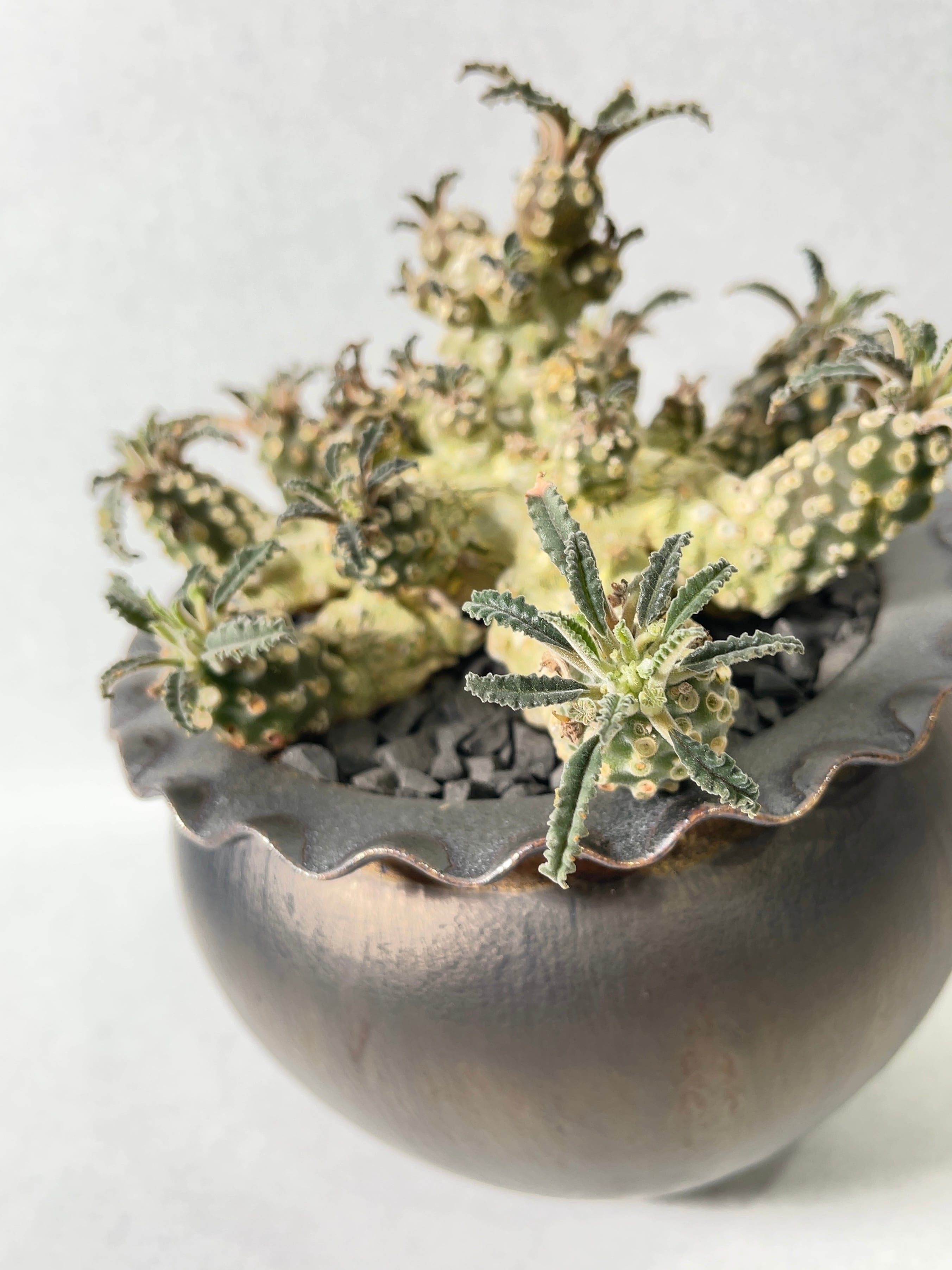 ドルステニア・ラブラニー | trigger