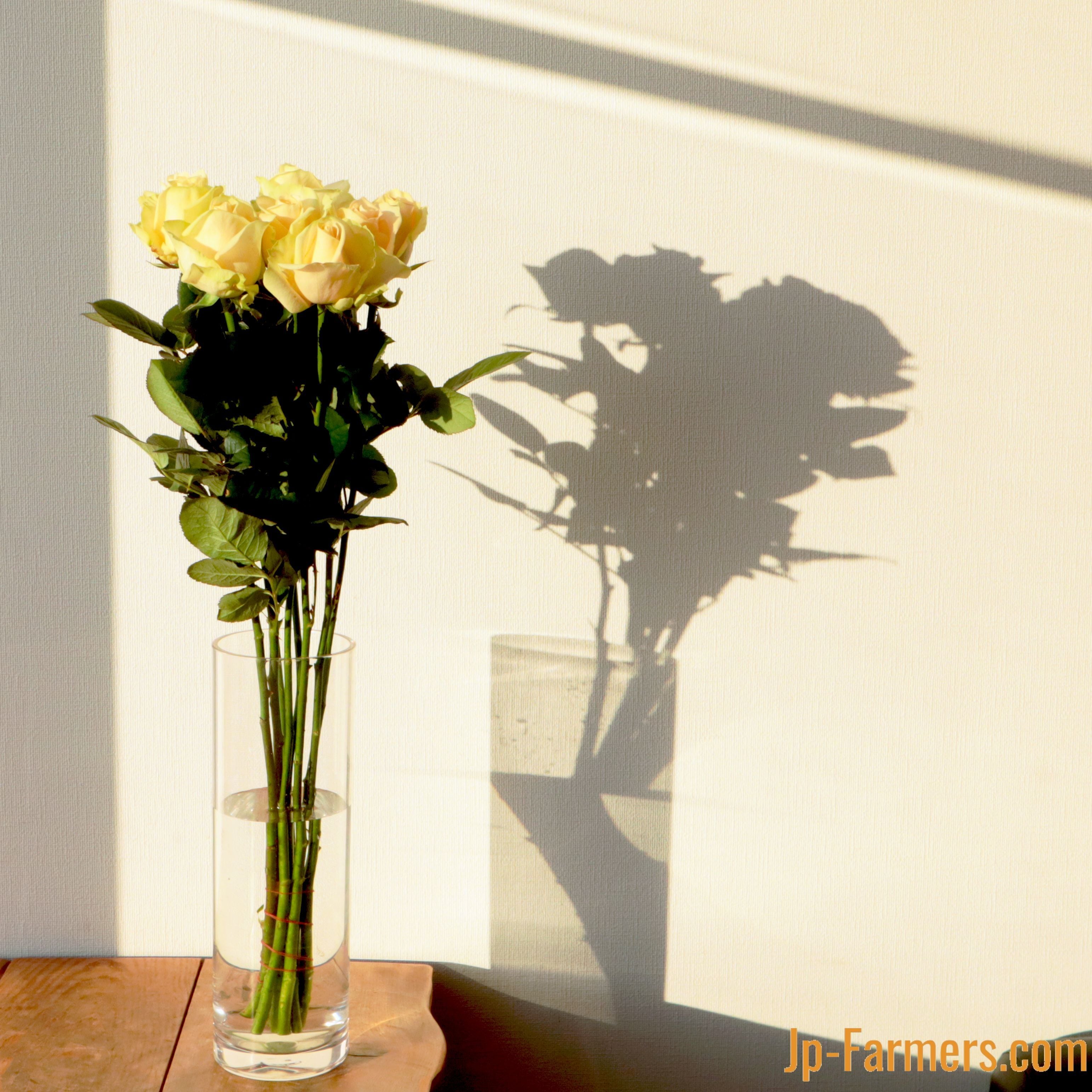 神田ばら園 10本 ☆バラ品種名： ピーチアバランチェ | 新鮮お花問屋