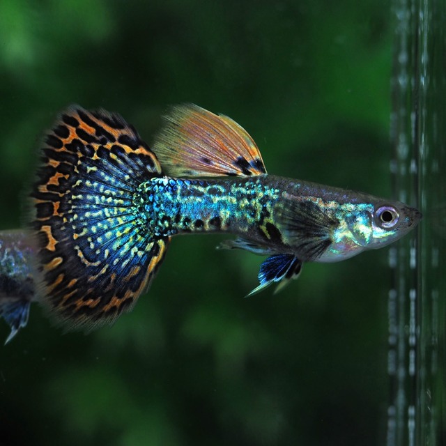 【セール】レッドドラゴン　2ペア＋おまけメス2匹