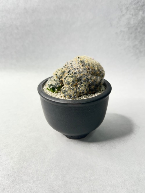 マミラリア・赤花明星