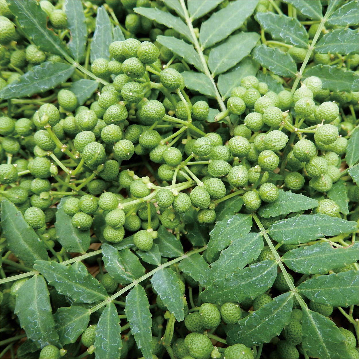 ぶどう山椒熟成珈琲＜10個入り＞ | 薫豆堂 KUNZU:DO