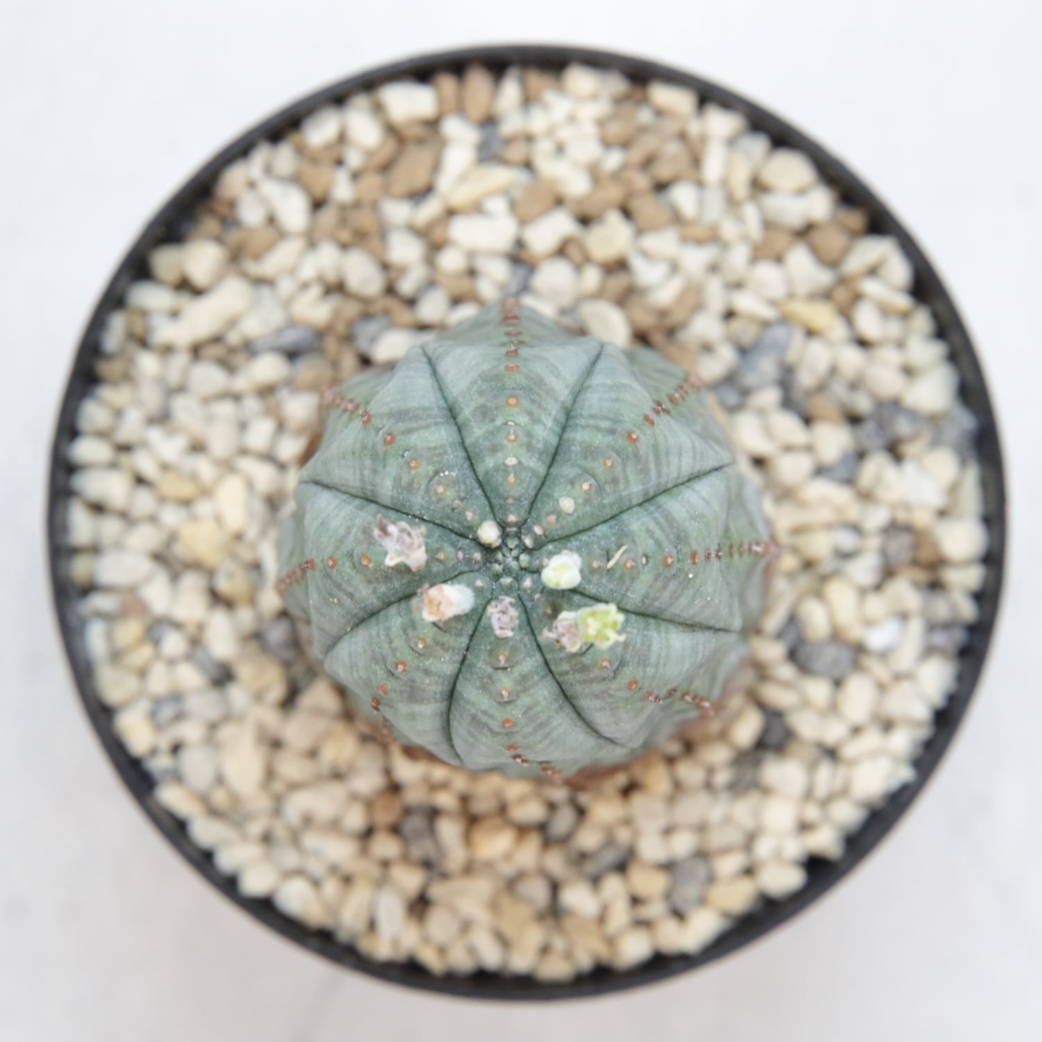 メス株 最大幅 約3.6cm 美模様 木質化 マイクロ オベサ / 良型