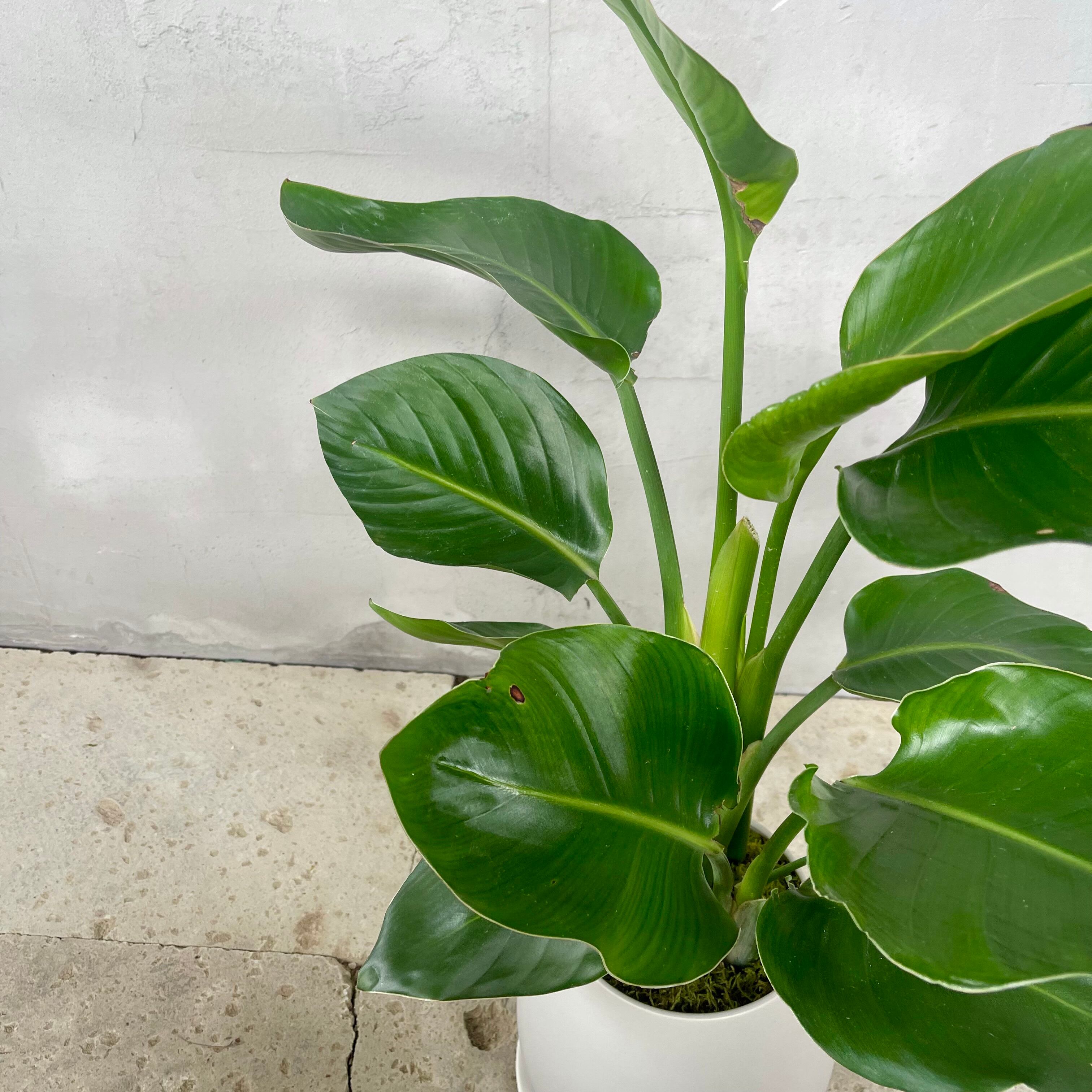 大型ストレリチアニコライオーガスタ3株高級陶器鉢植え込み発送 大型ストレリチアニコライオーガスタ3株高級陶器鉢植え込み発送