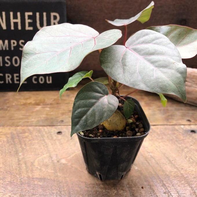 ペティオラリス】☆ 希少品種 赤い葉脈 塊根植物 | 植物の店ベリー