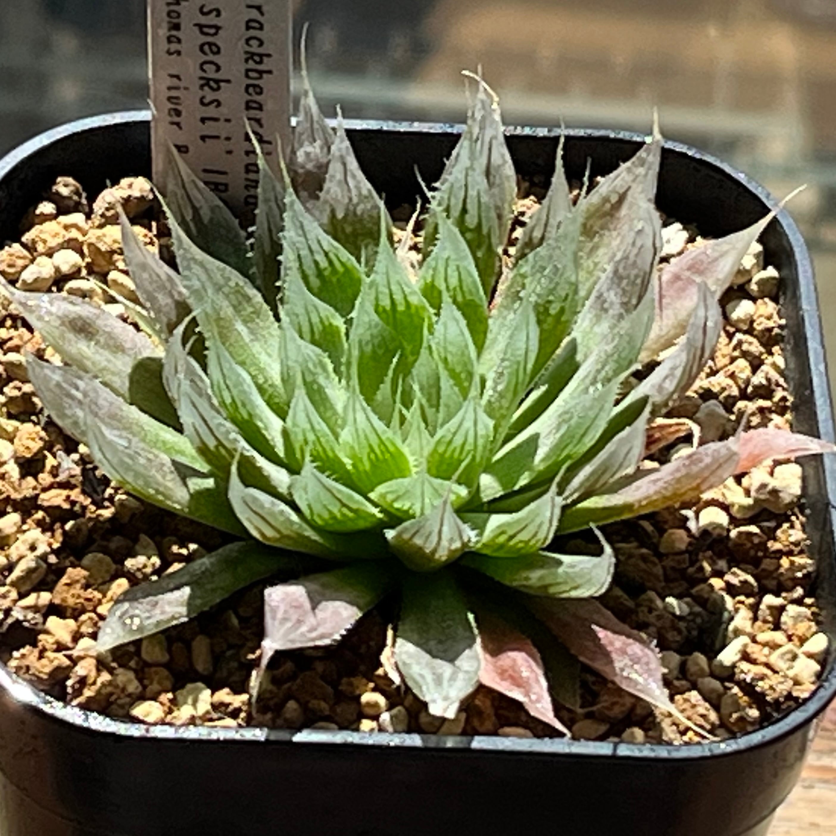 mocono_plants