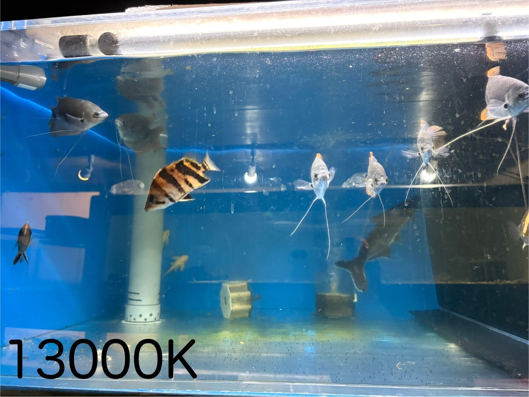 142cm 6700k》ブンキャオ タンニングライト テンニングライト アロワナ