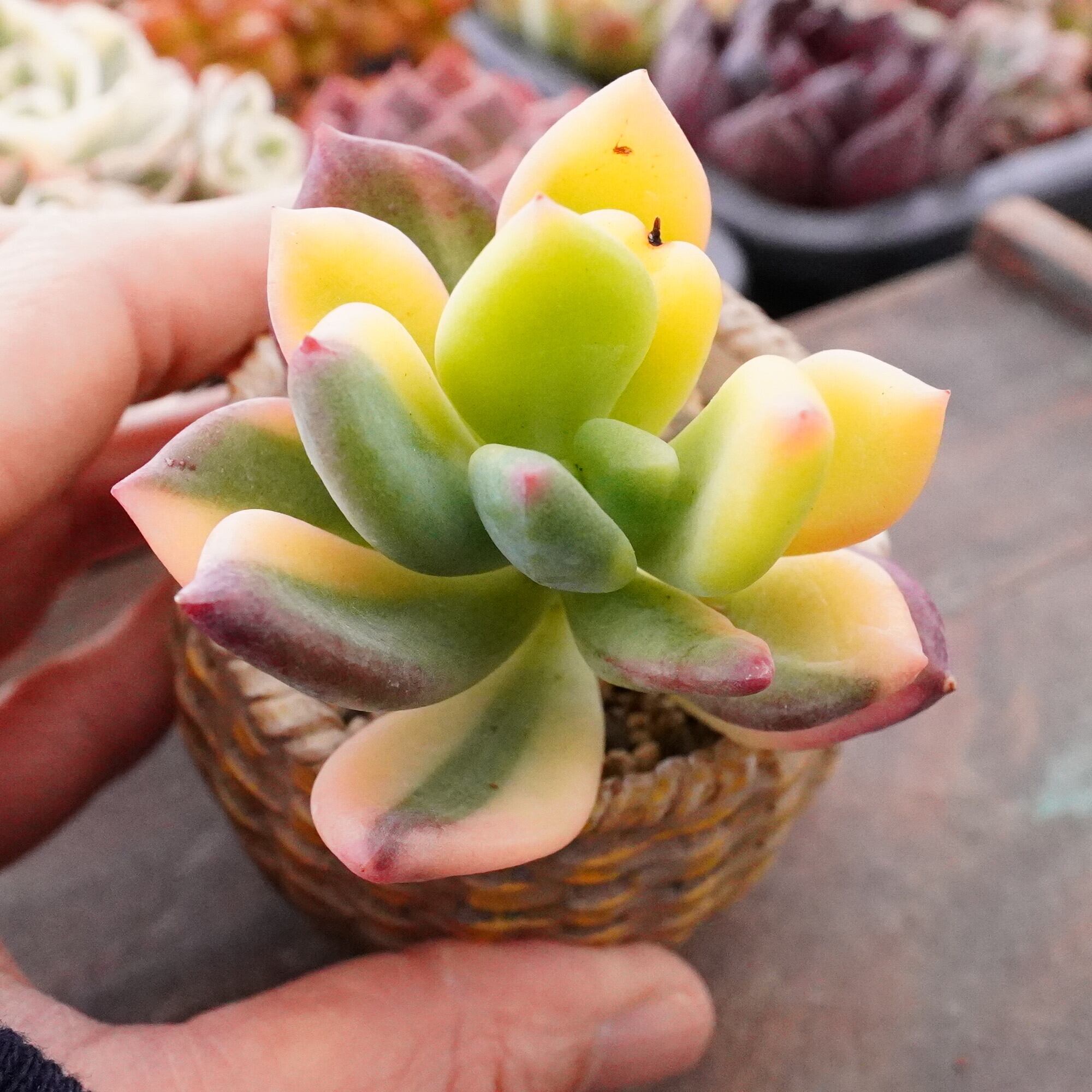 多肉植物 | E-TANIKU