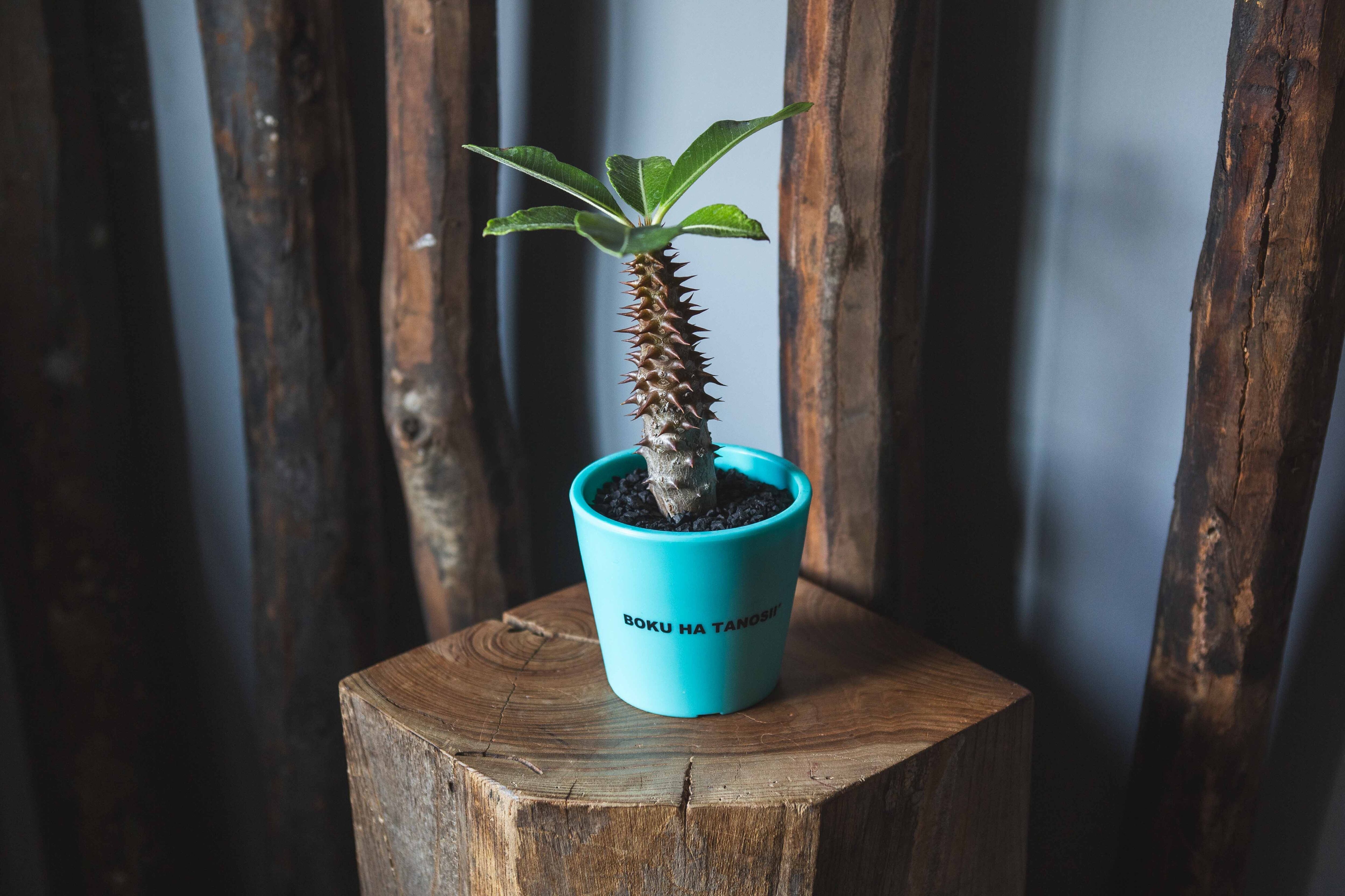 【新作】バロニー × ボクタノ鉢【BOKU HA TANOSII】Pachypodium baronii