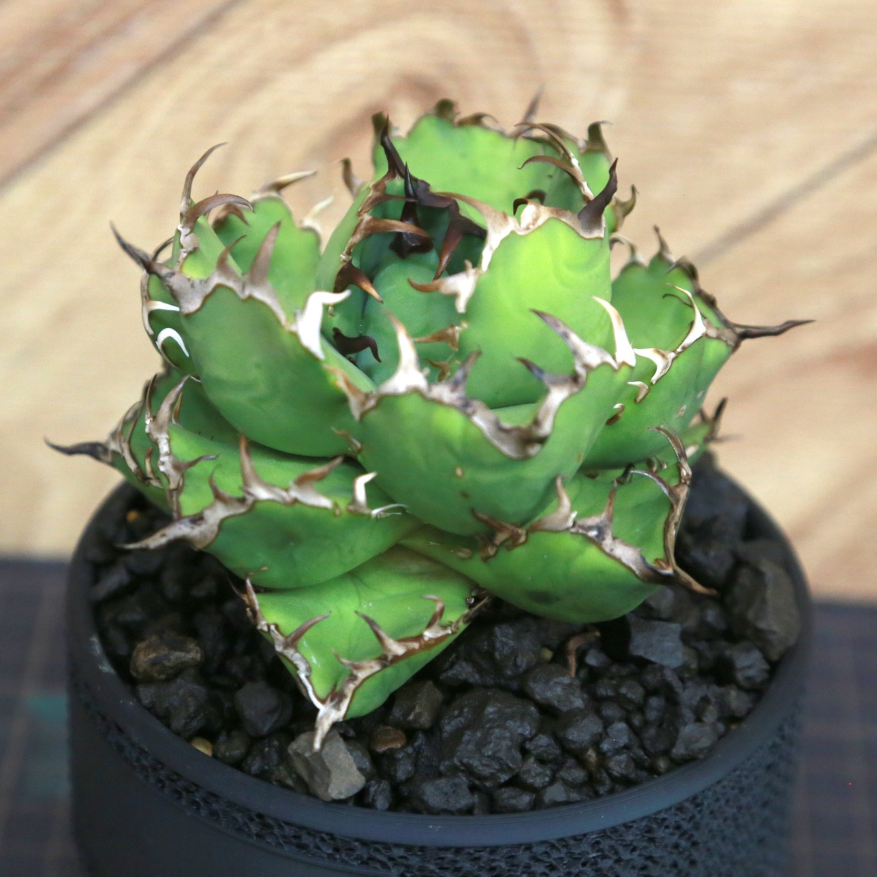 Agave Titanota 黒鯨 (Black Whale) アガベ チタノタ / 中株(3.5号鉢)/Lot.002