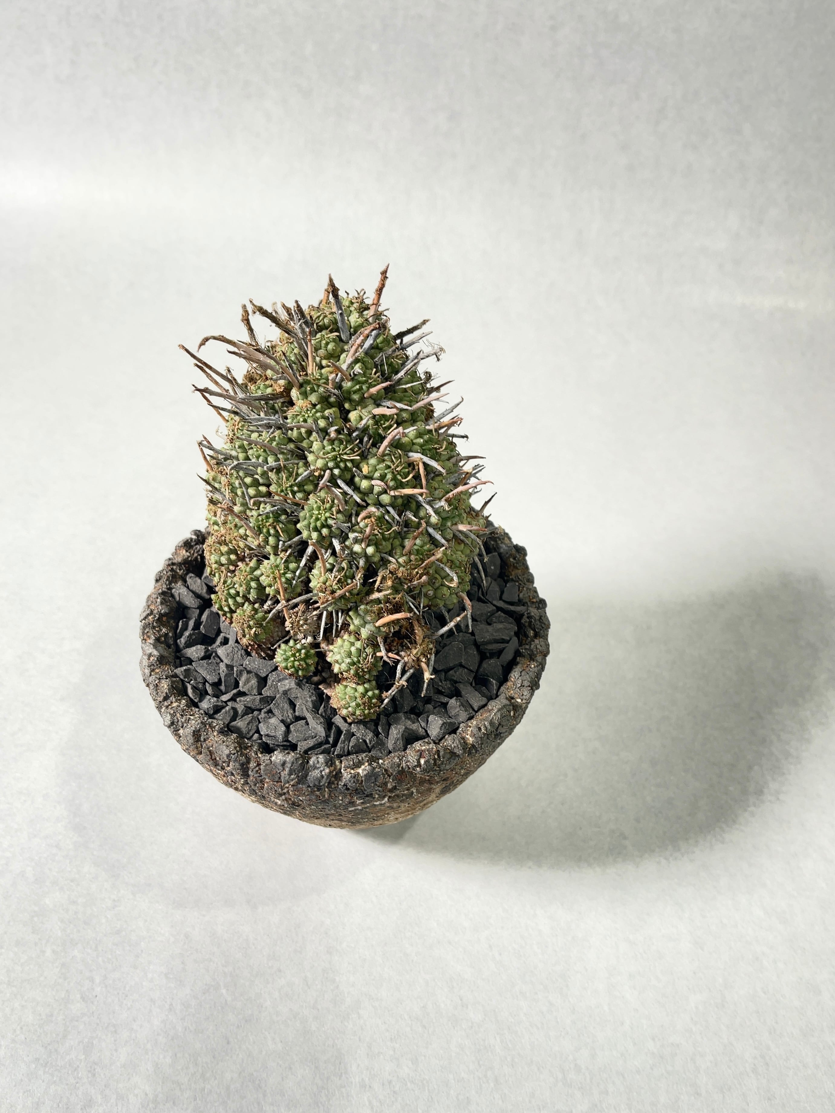 ユーフォルビア・ムルチセプス | trigger