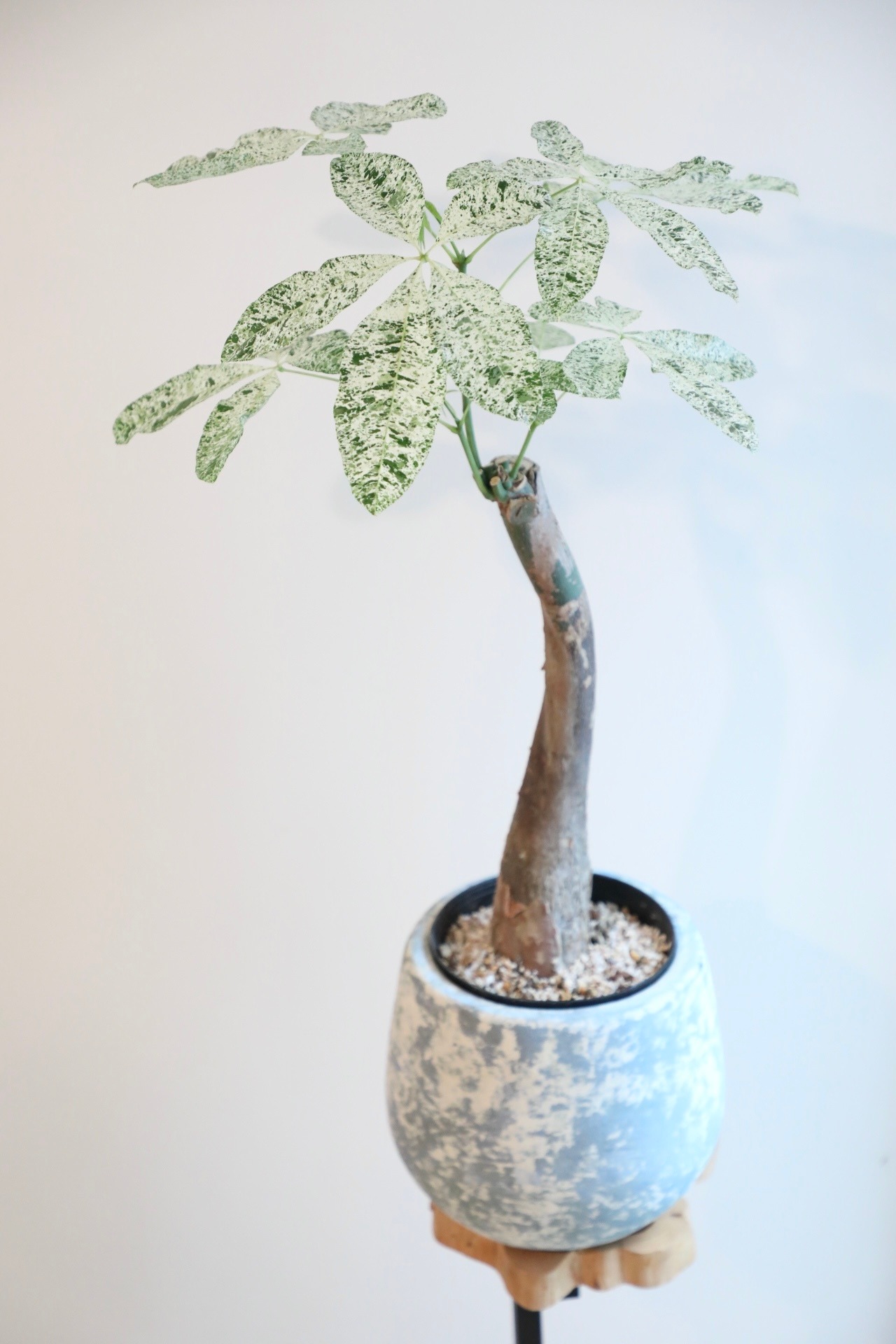 【L】【80cm】パキラ ミルキーウェイ/Pachira ※陶器鉢付き