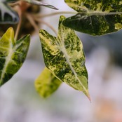 アロカシア バンビーノ イエロー / Alocasia bambino variegated 'Yellow'⑪ / 観葉植物
