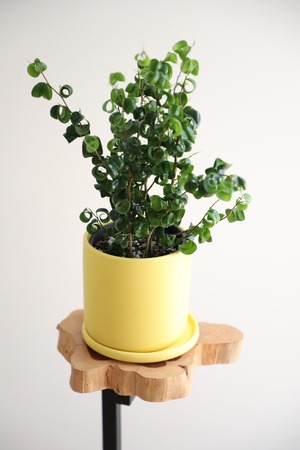 【S】ベンジャミンバロック/Ficus  ※陶器鉢付き