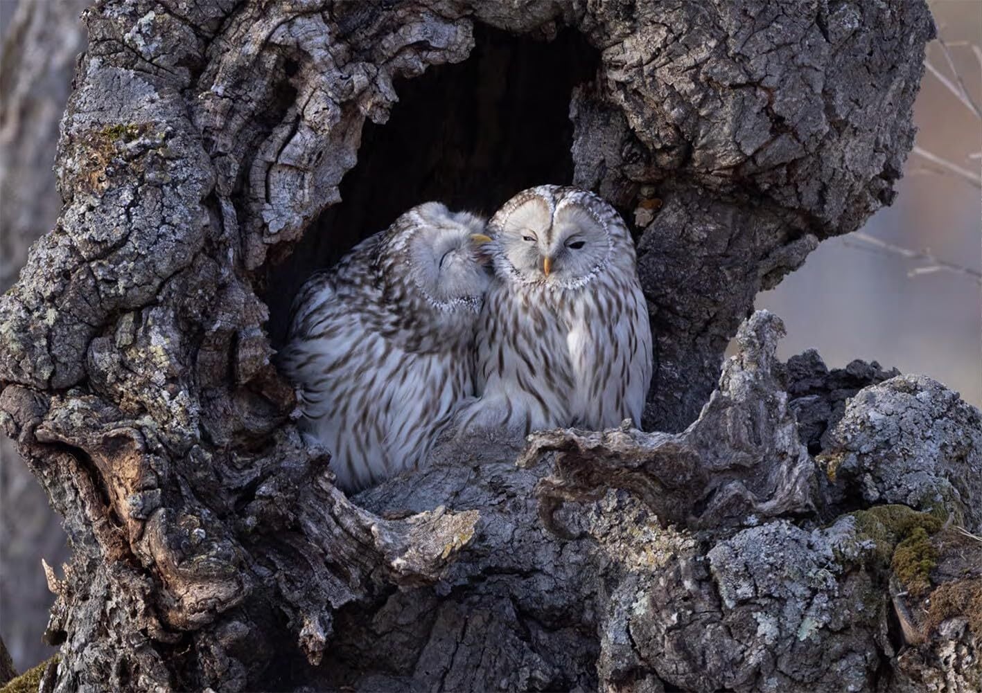 空と大地の野鳥 Wild Birds of Sky and Earth | SONIDORI｜ソニドリ