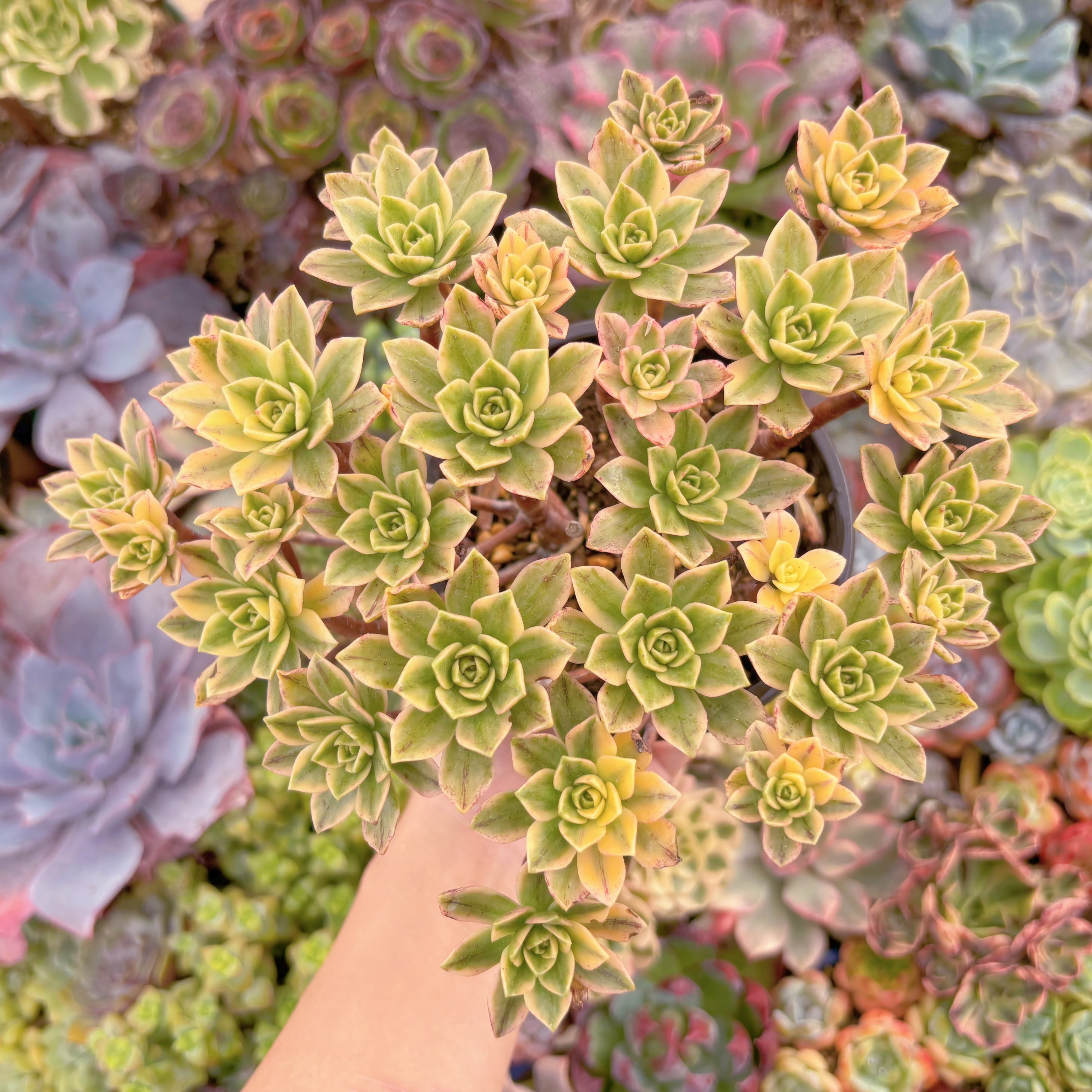 現品　sweet tea#C53　大群生　るる農園