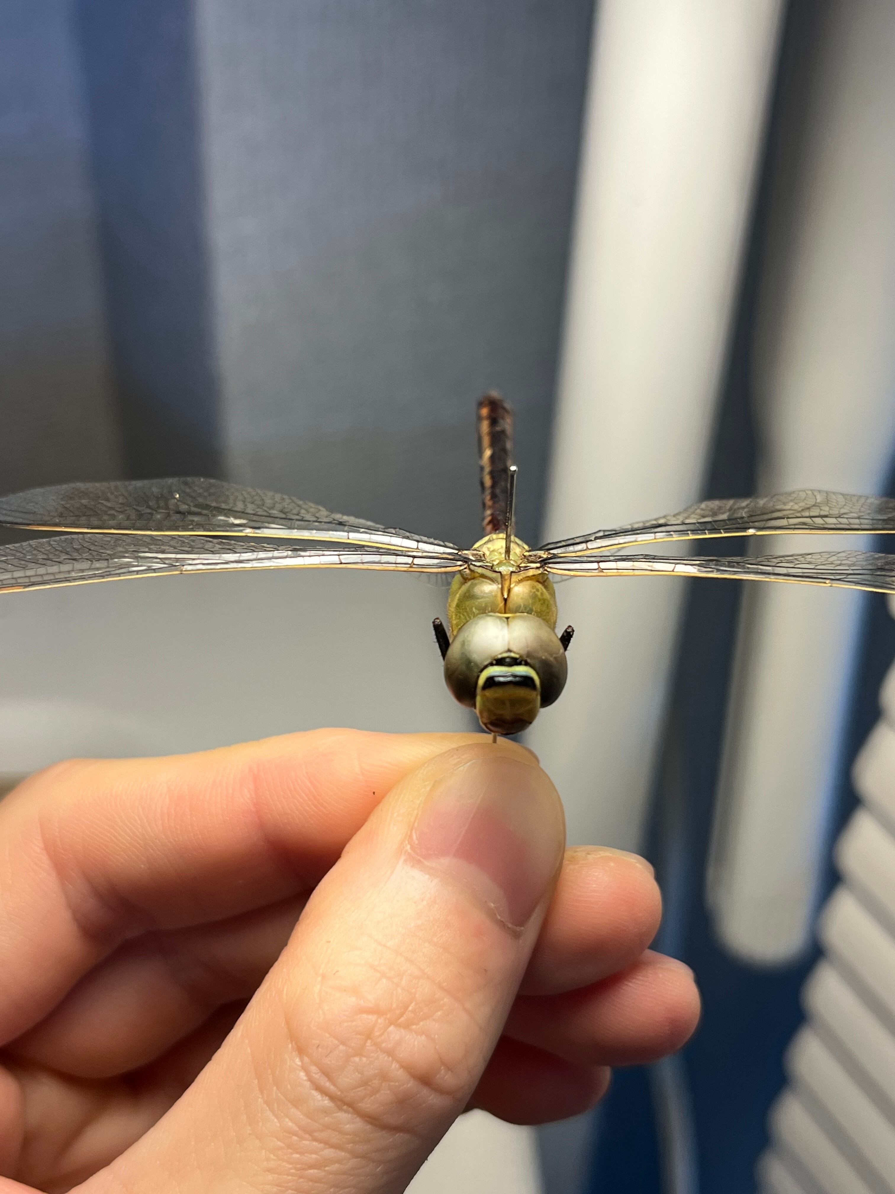 ギンヤンマ 昆虫標本ヘビトンボカマキリマンティス トンボ オニヤンマ